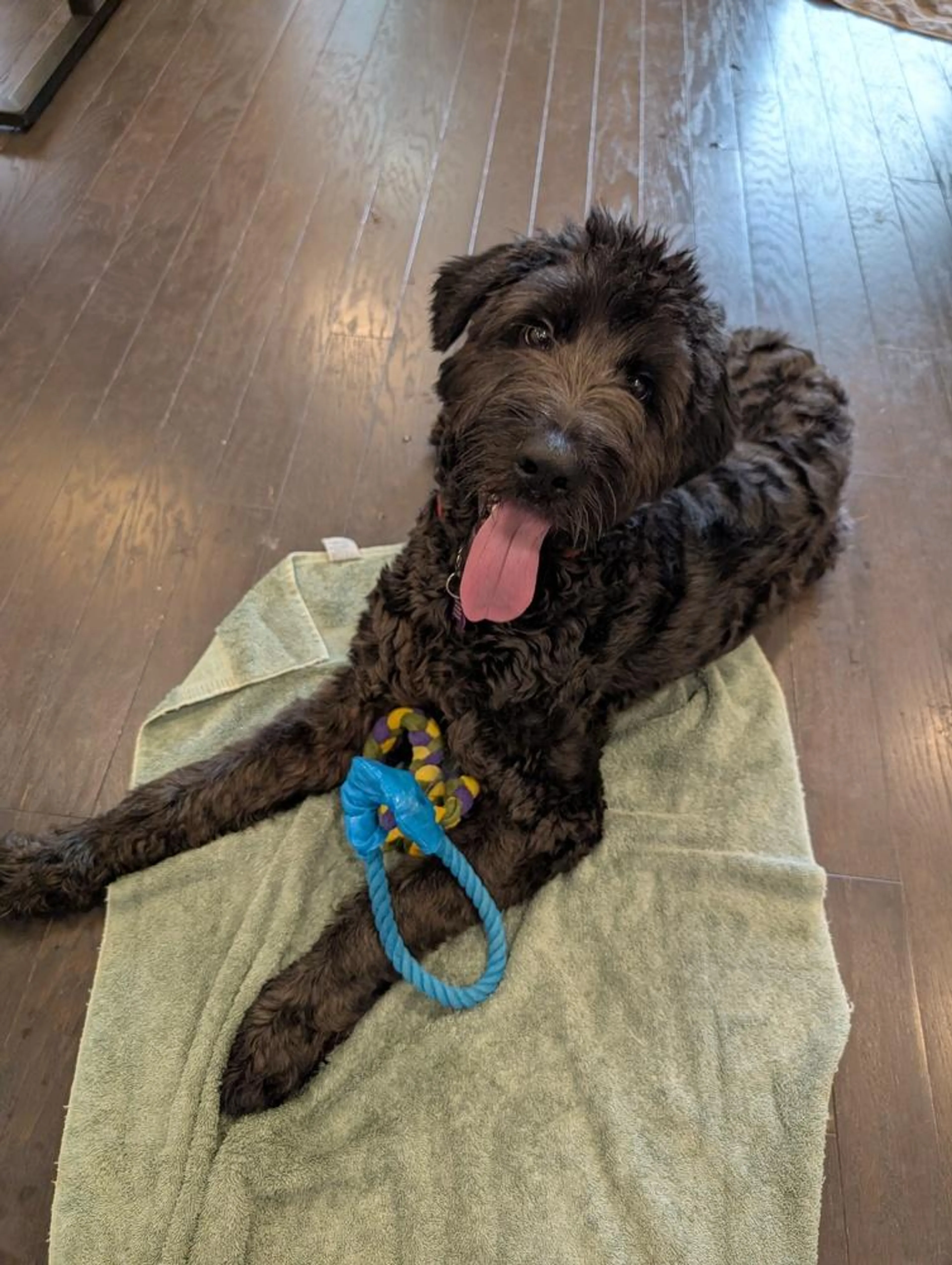 Found pet-4