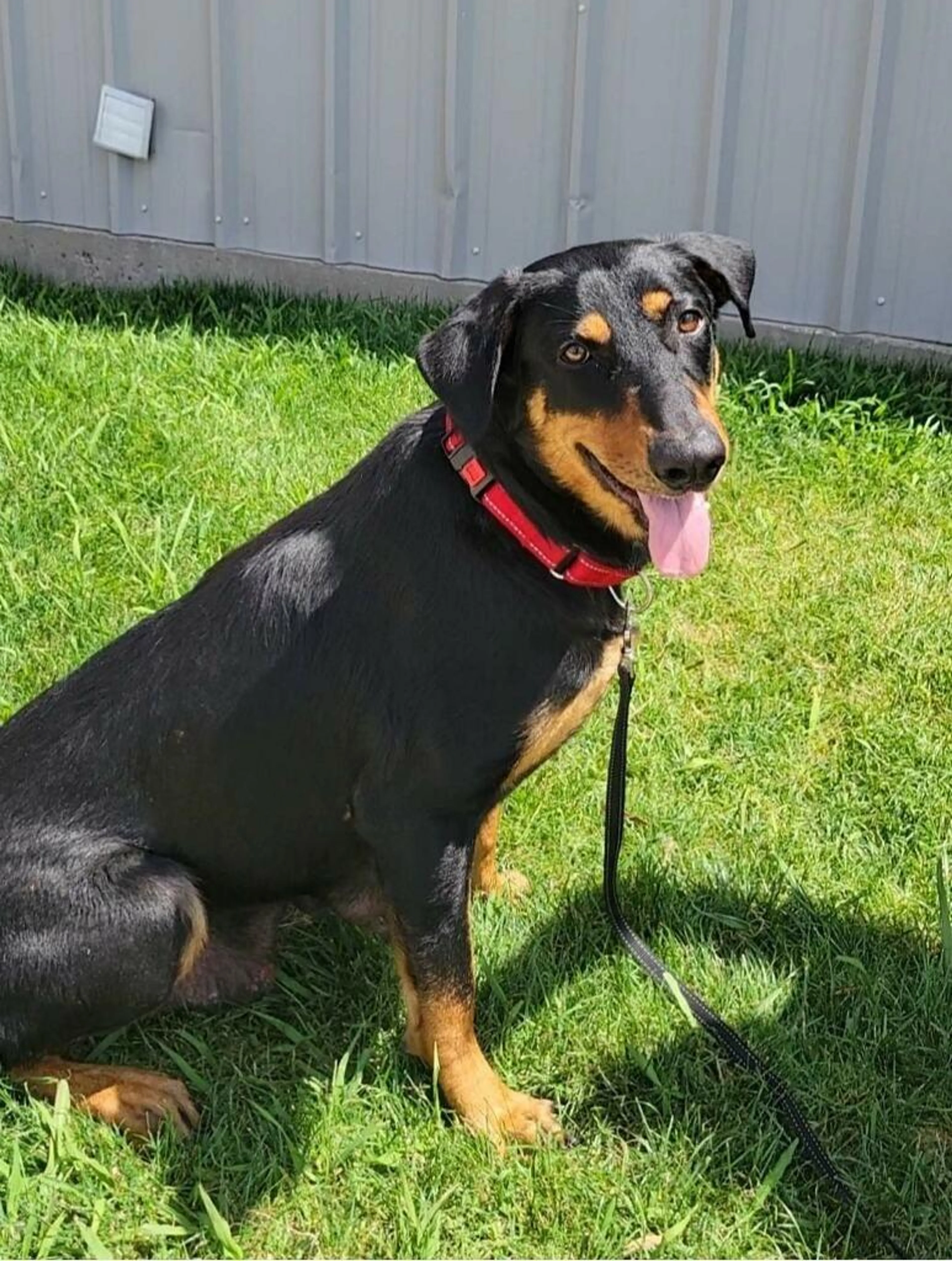Found pet-2