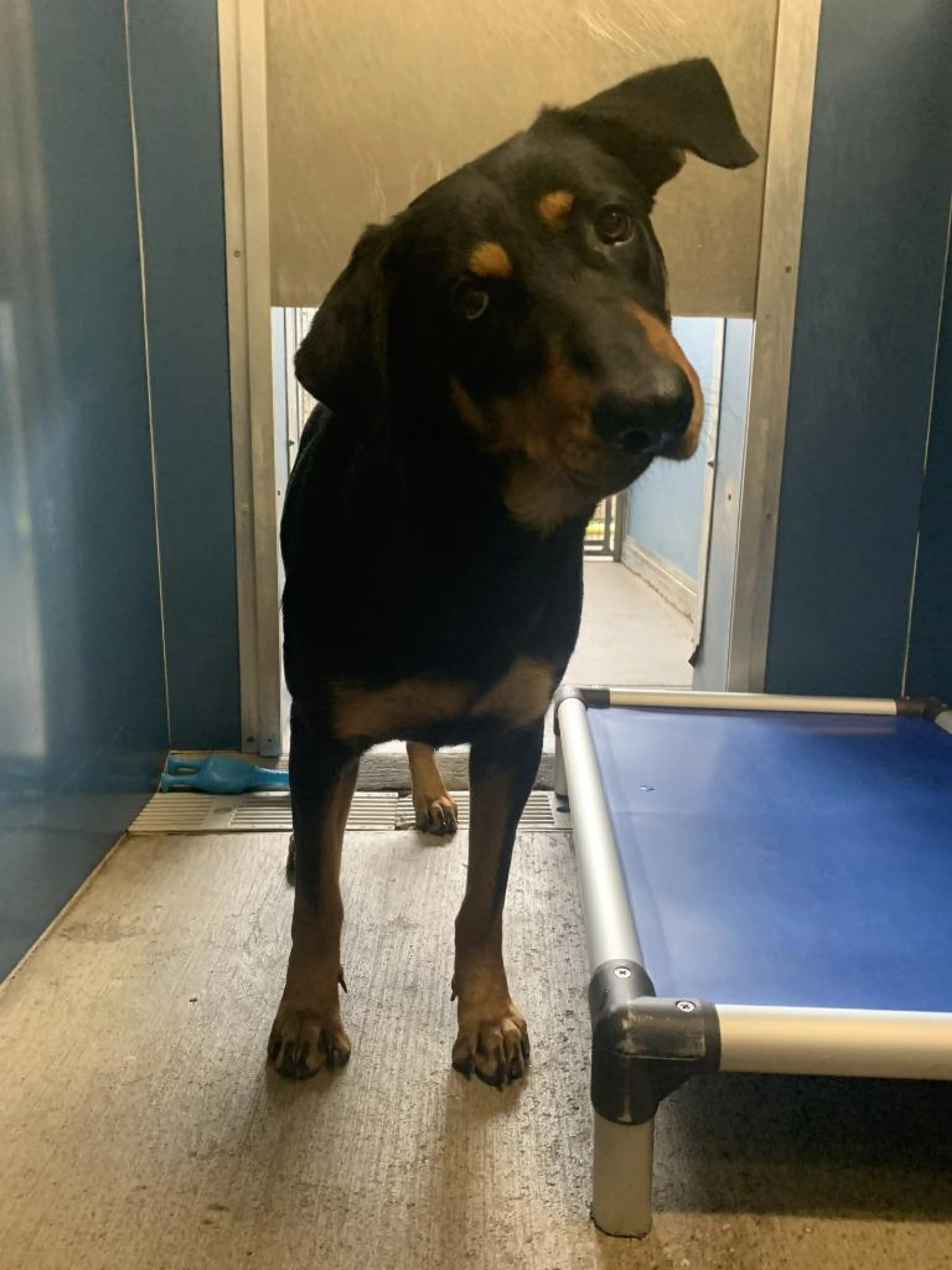 Found pet