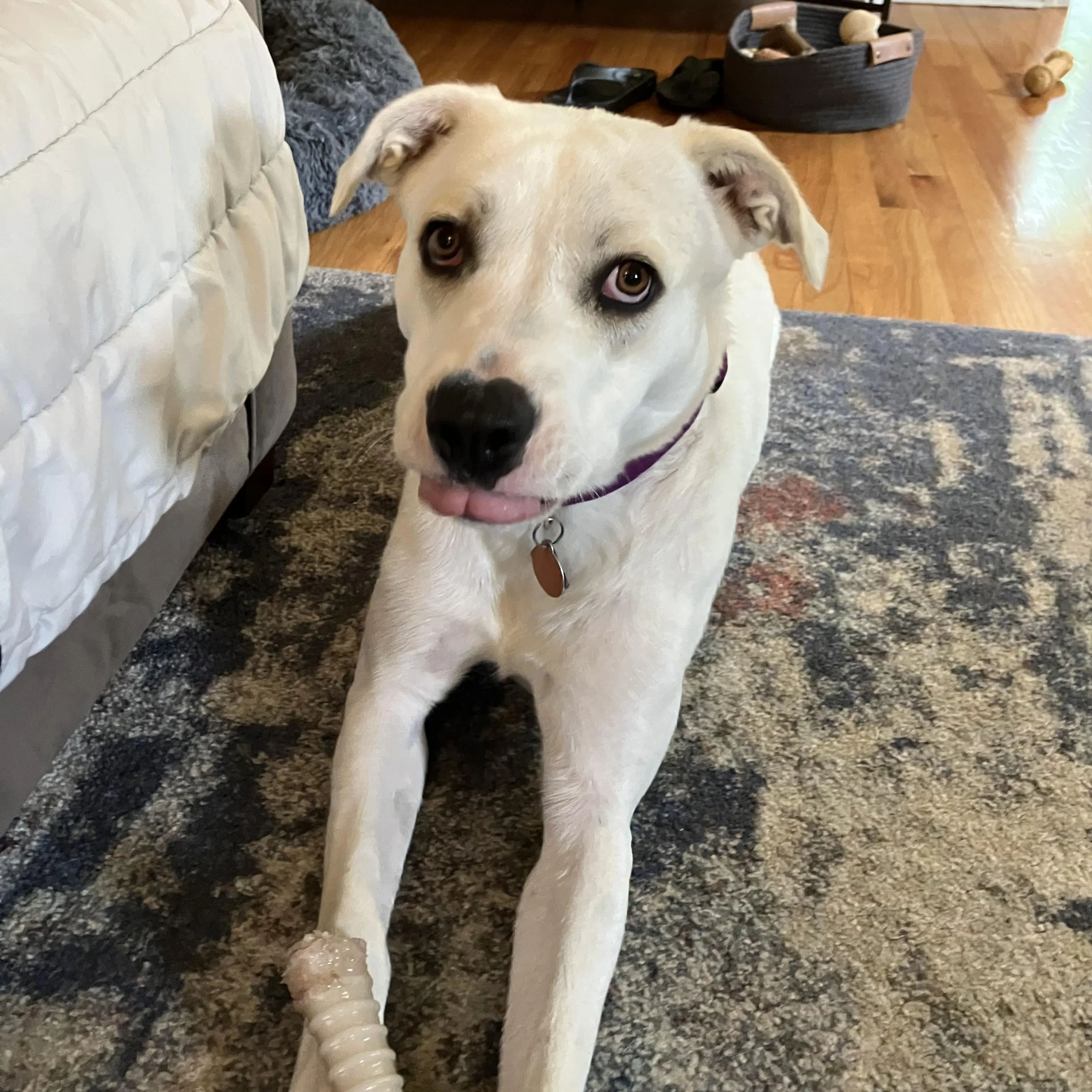 Found pet-1