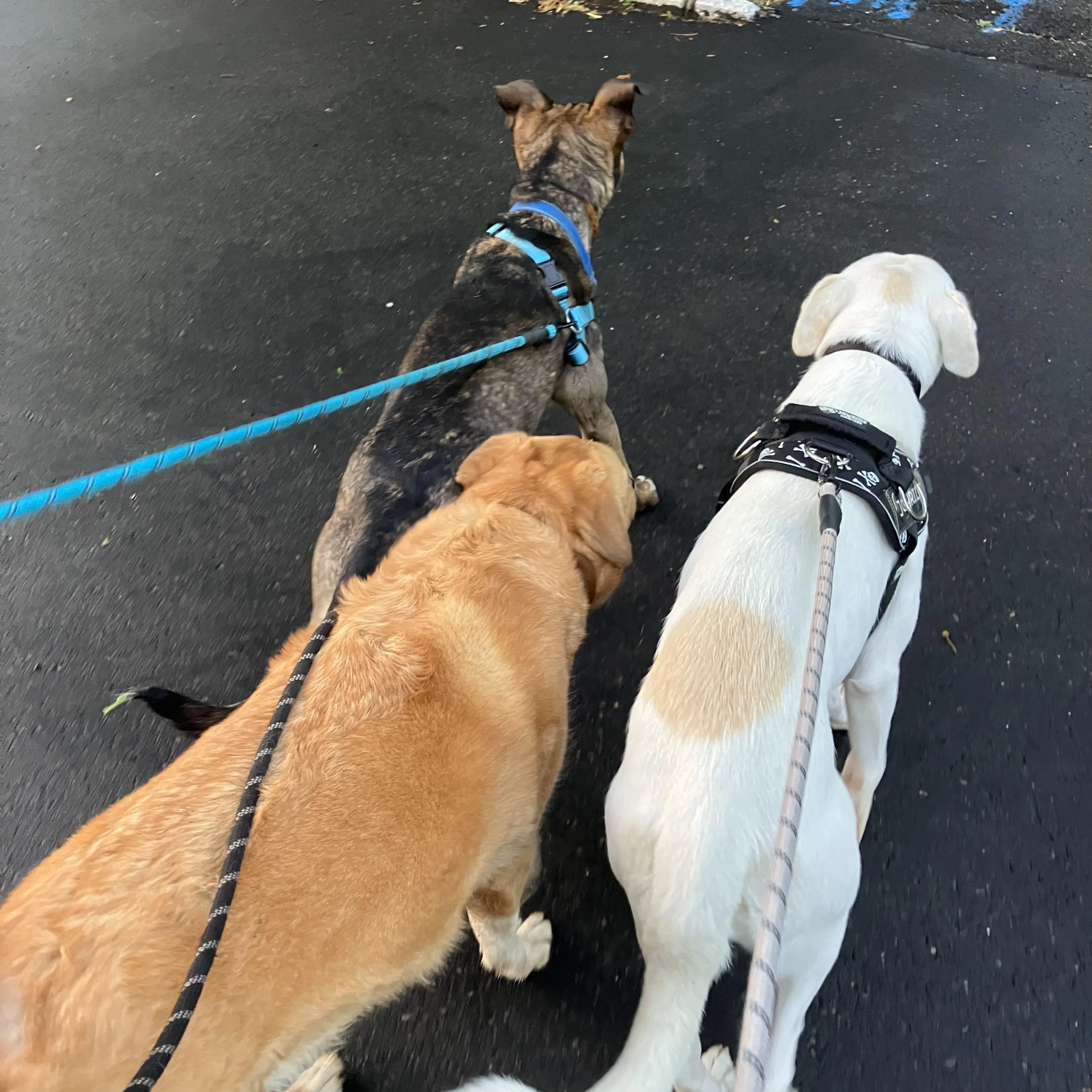 Found pet-4