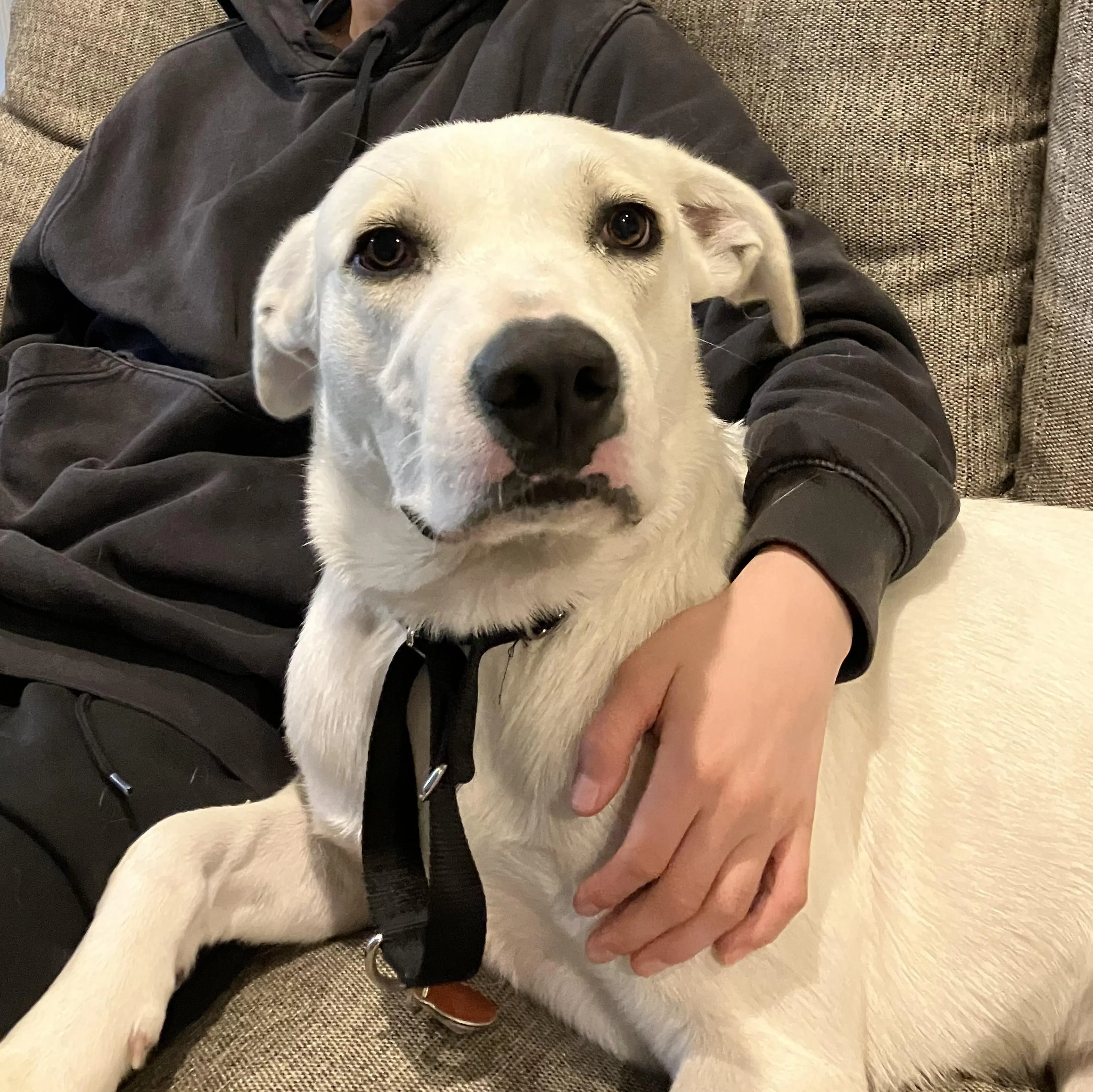 Found pet-3