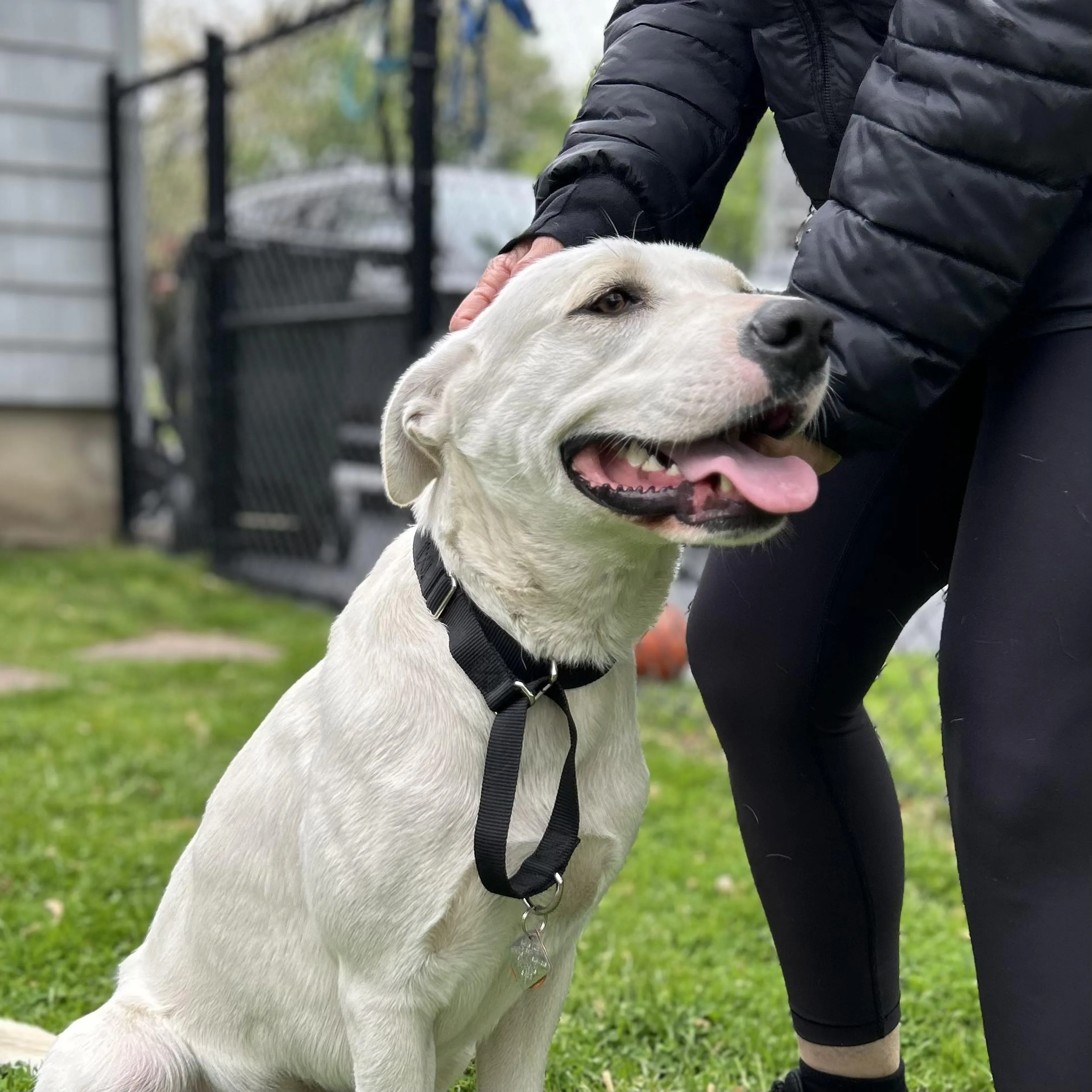 Found pet-2