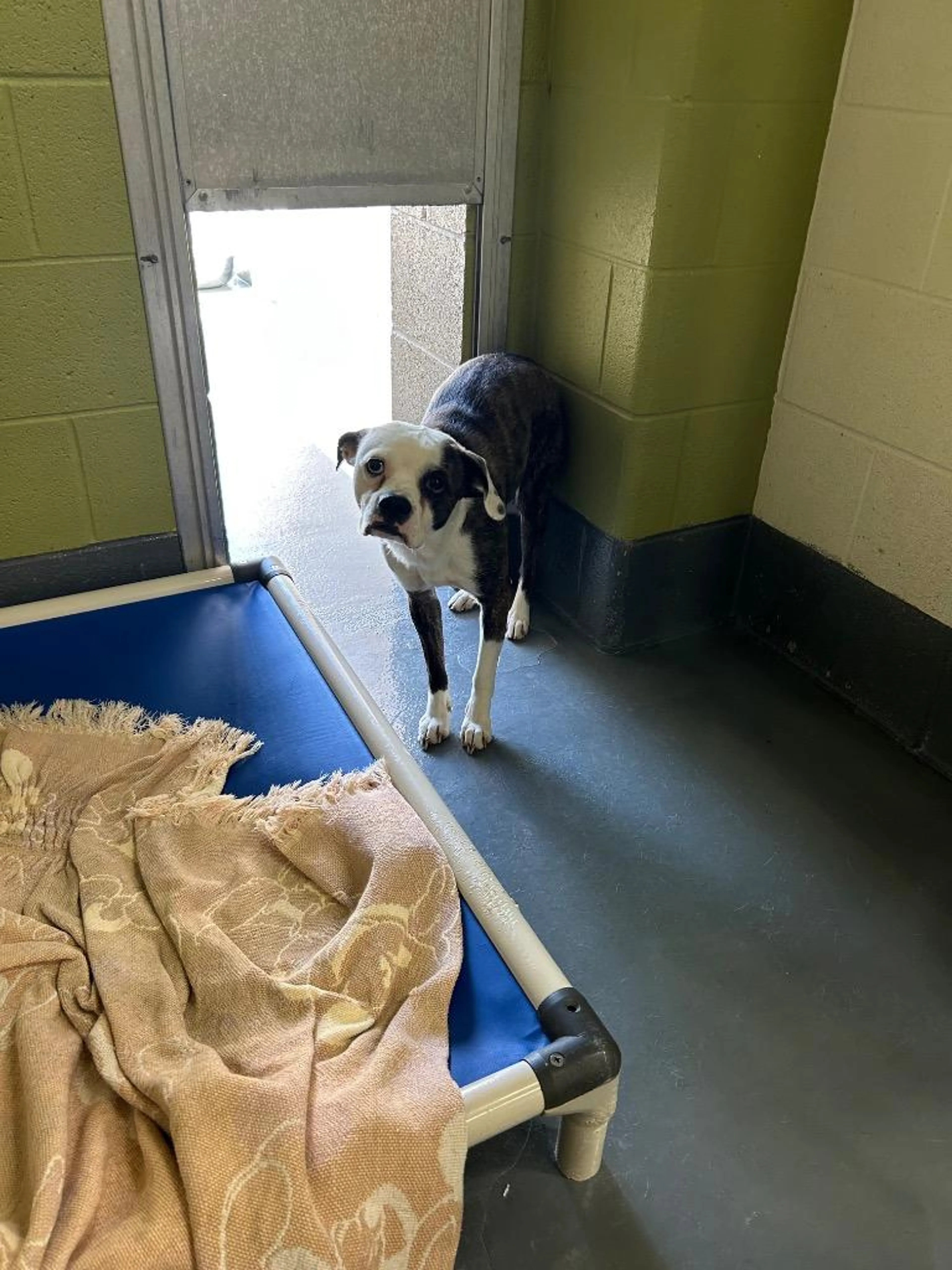 Found pet