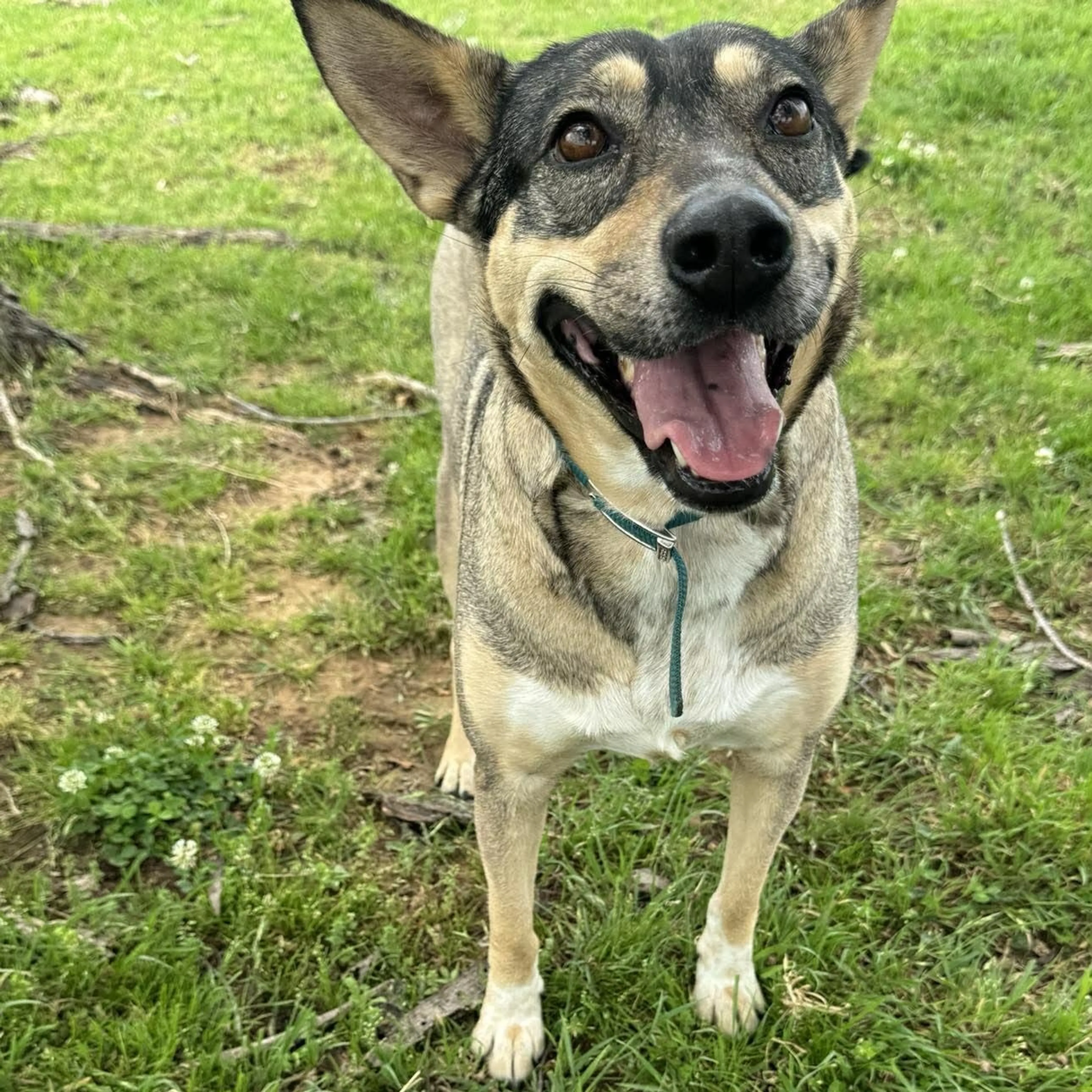 Found pet-1