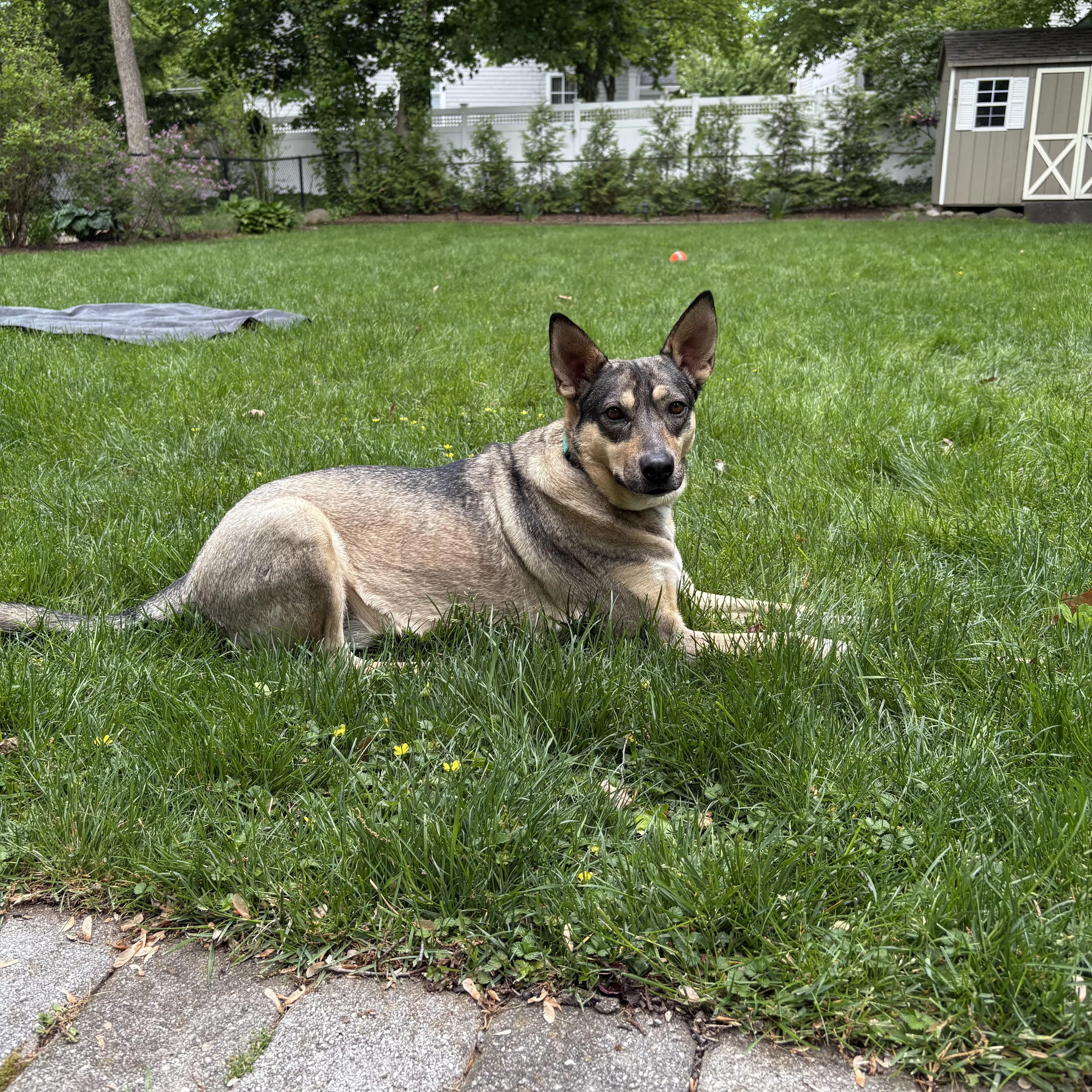Found pet-2