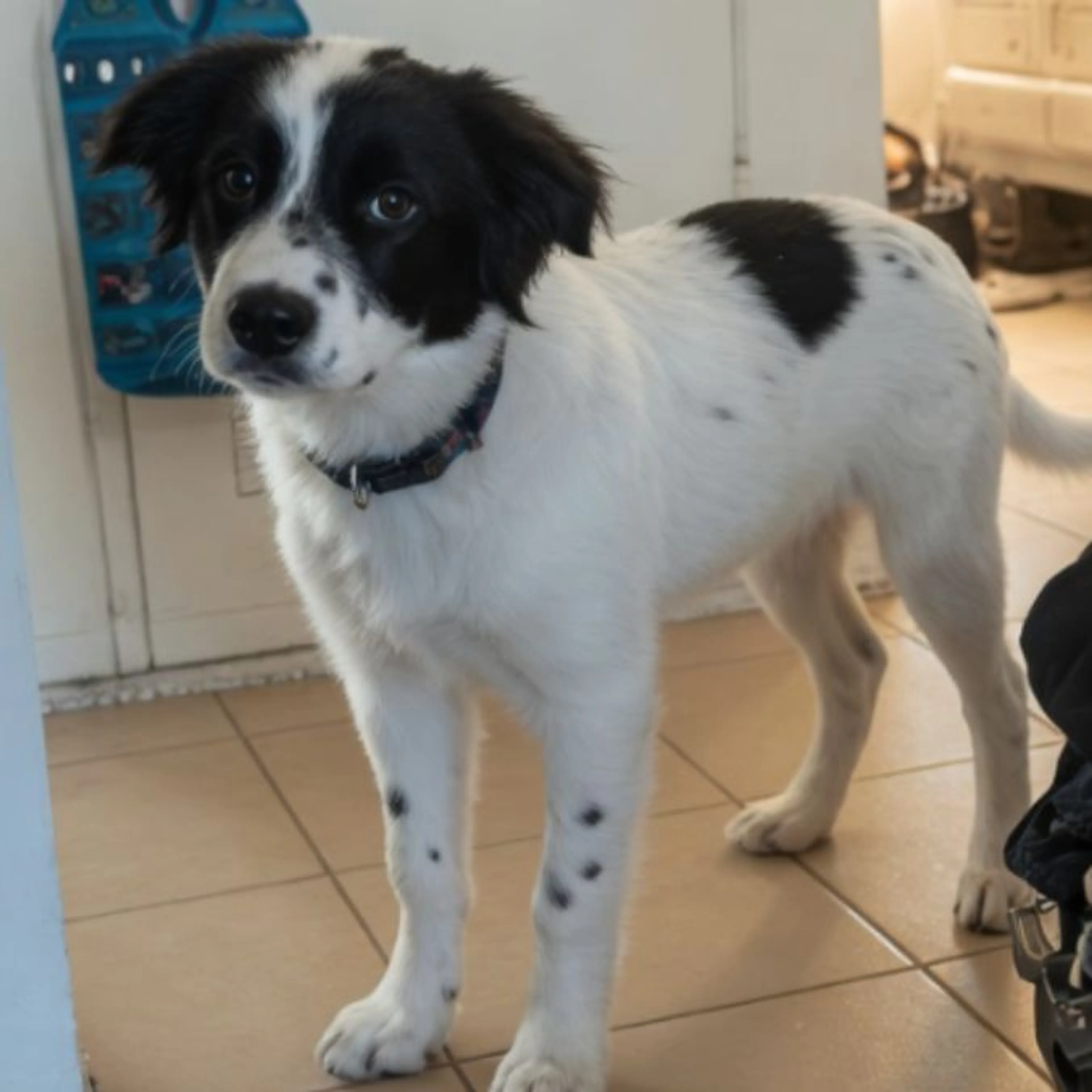 Lost pet