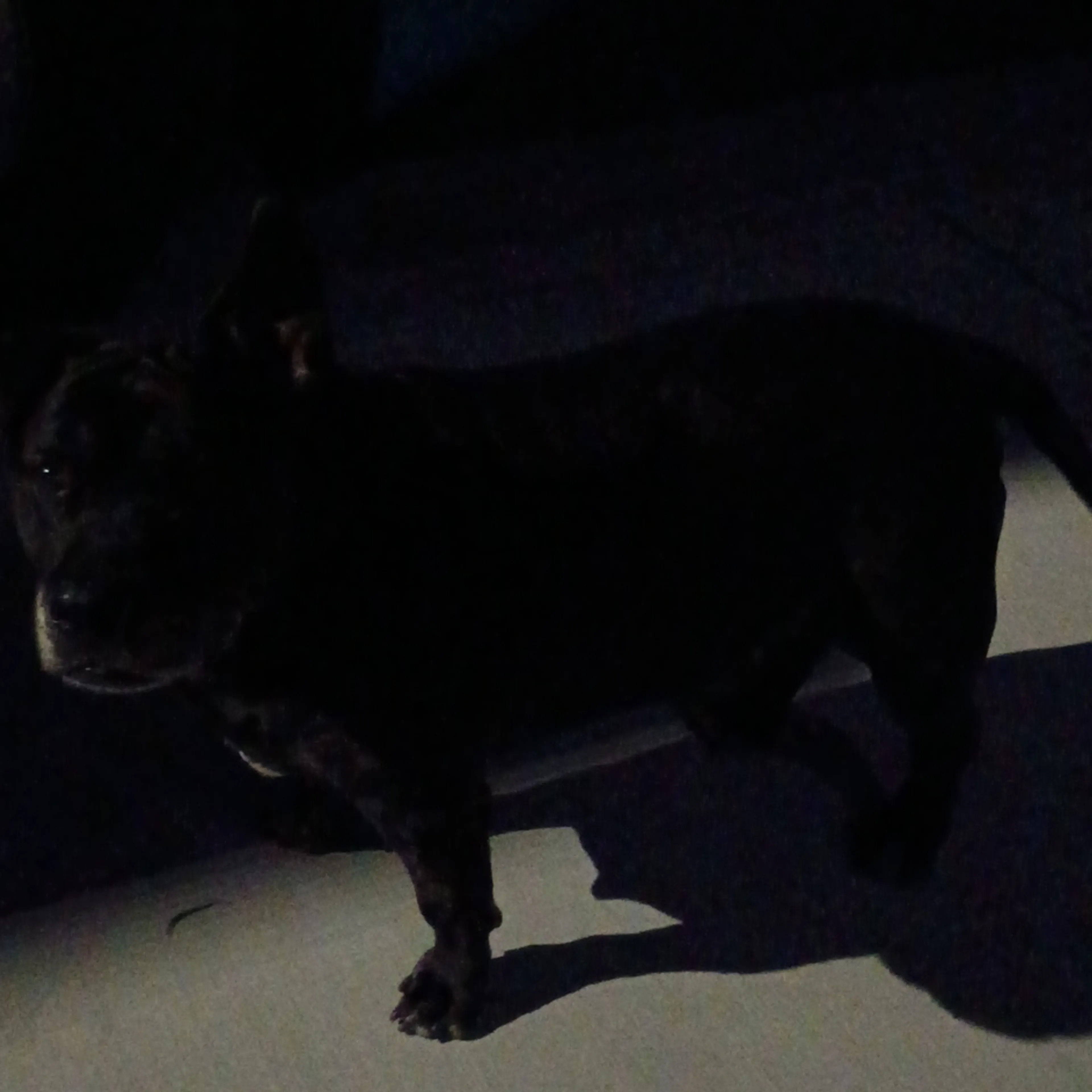 Lost pet