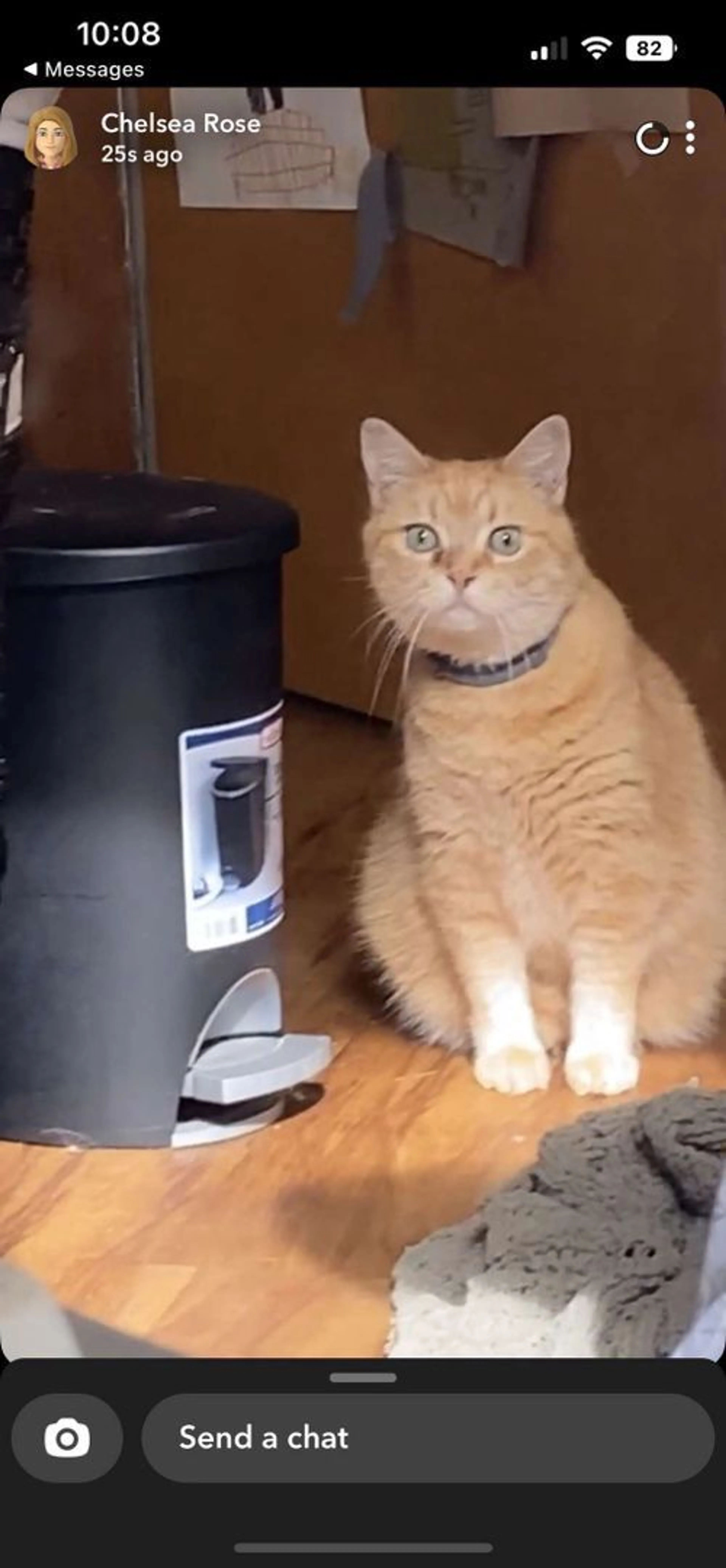 Lost pet