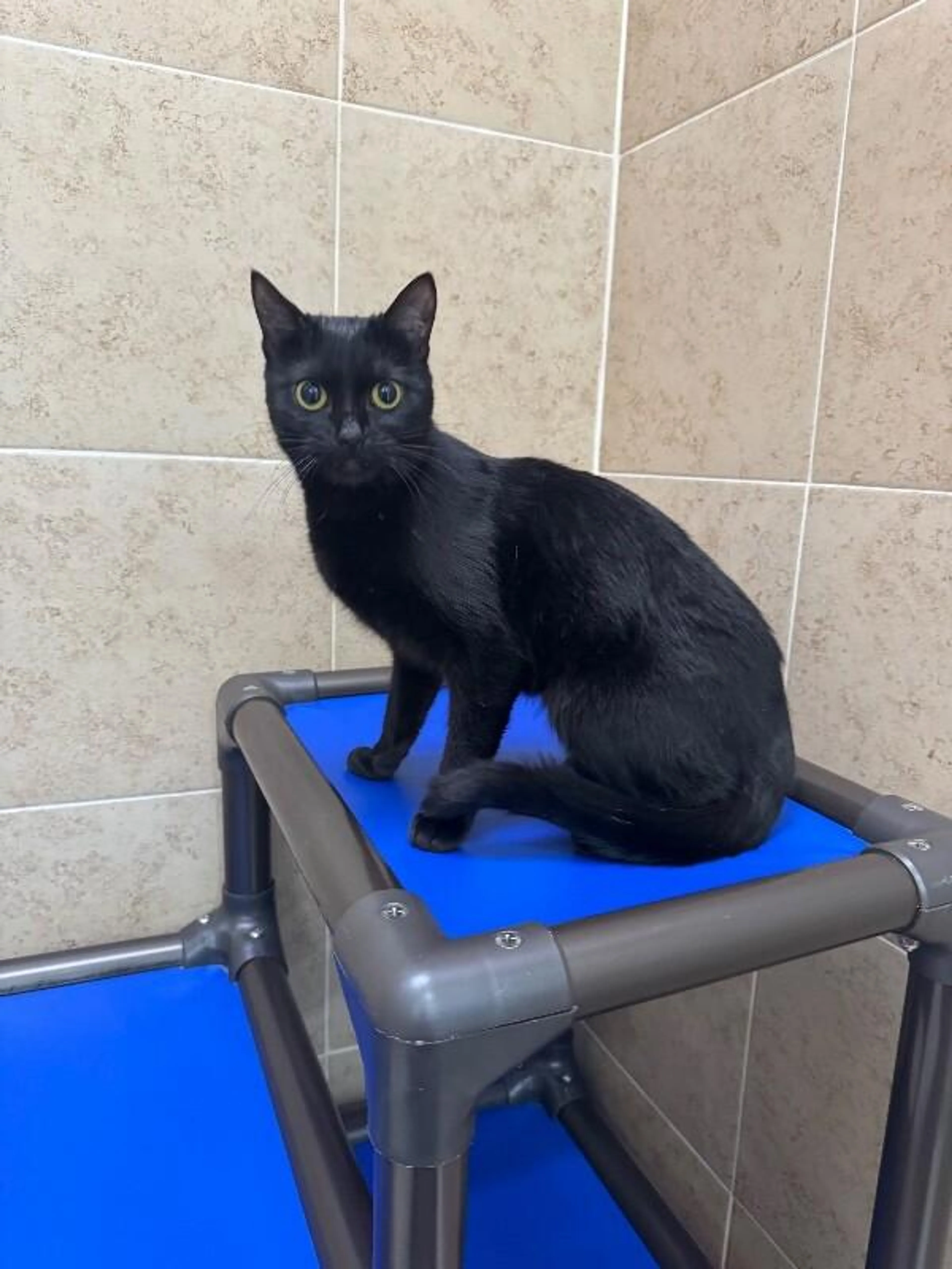 Found pet-3