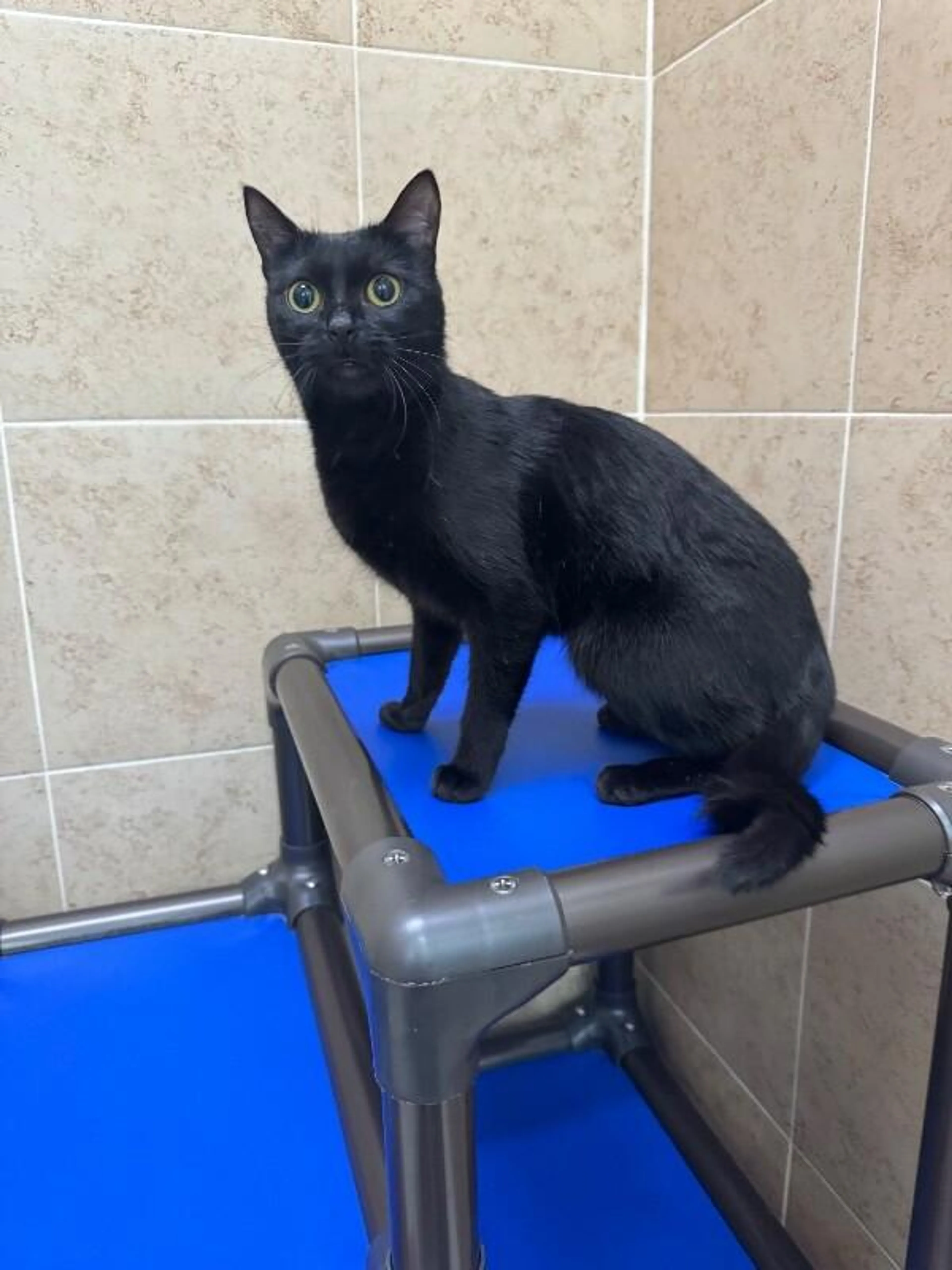 Found pet-1