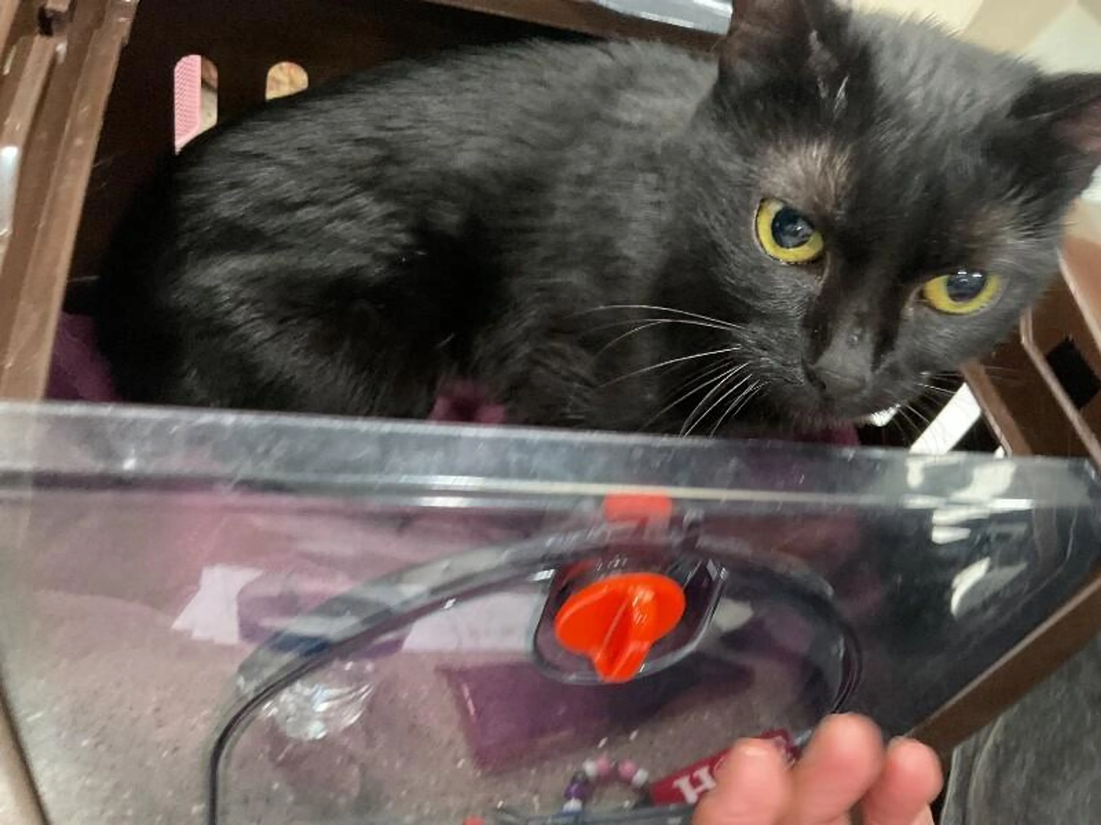 Found pet-2