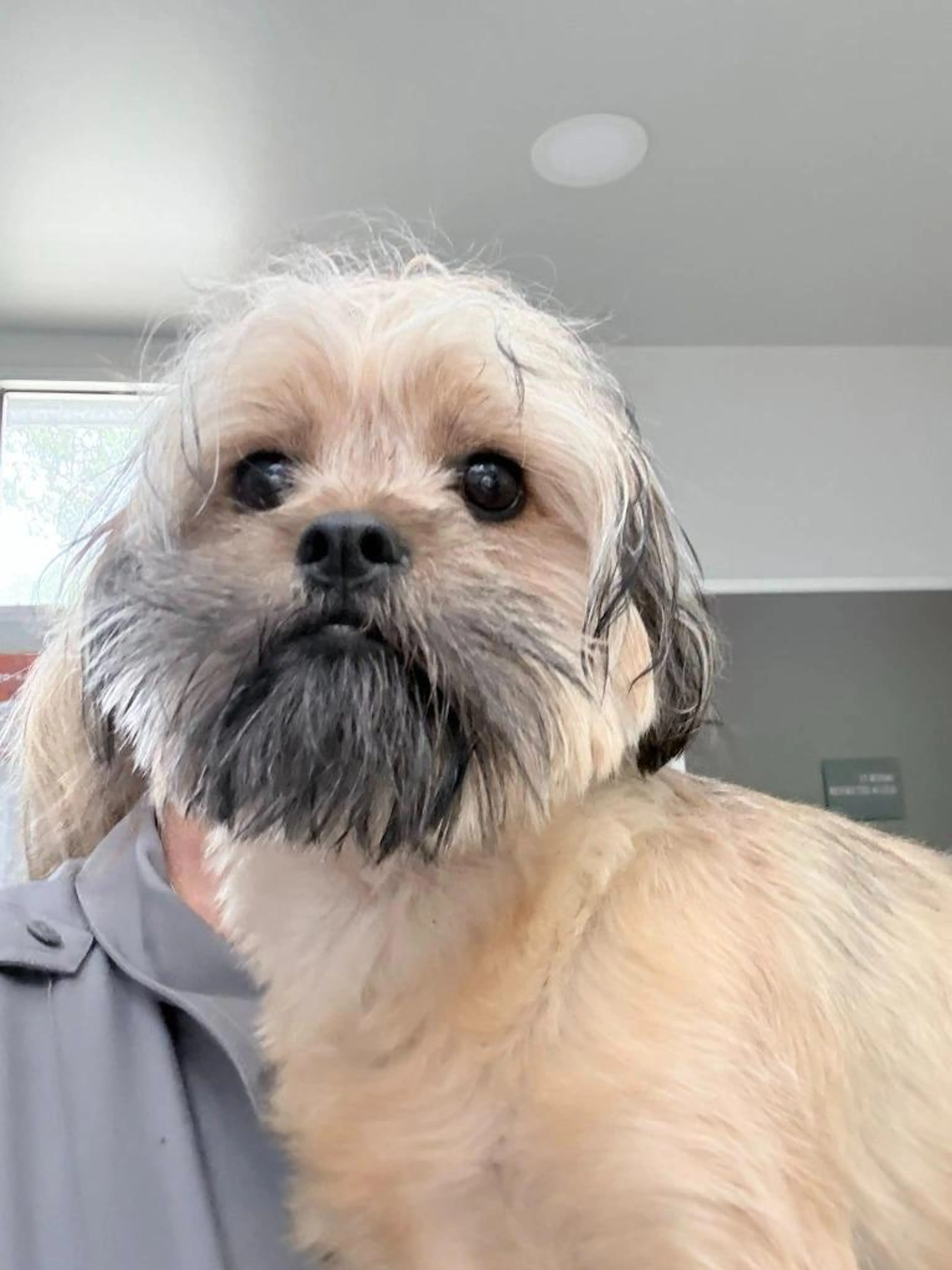 Found pet