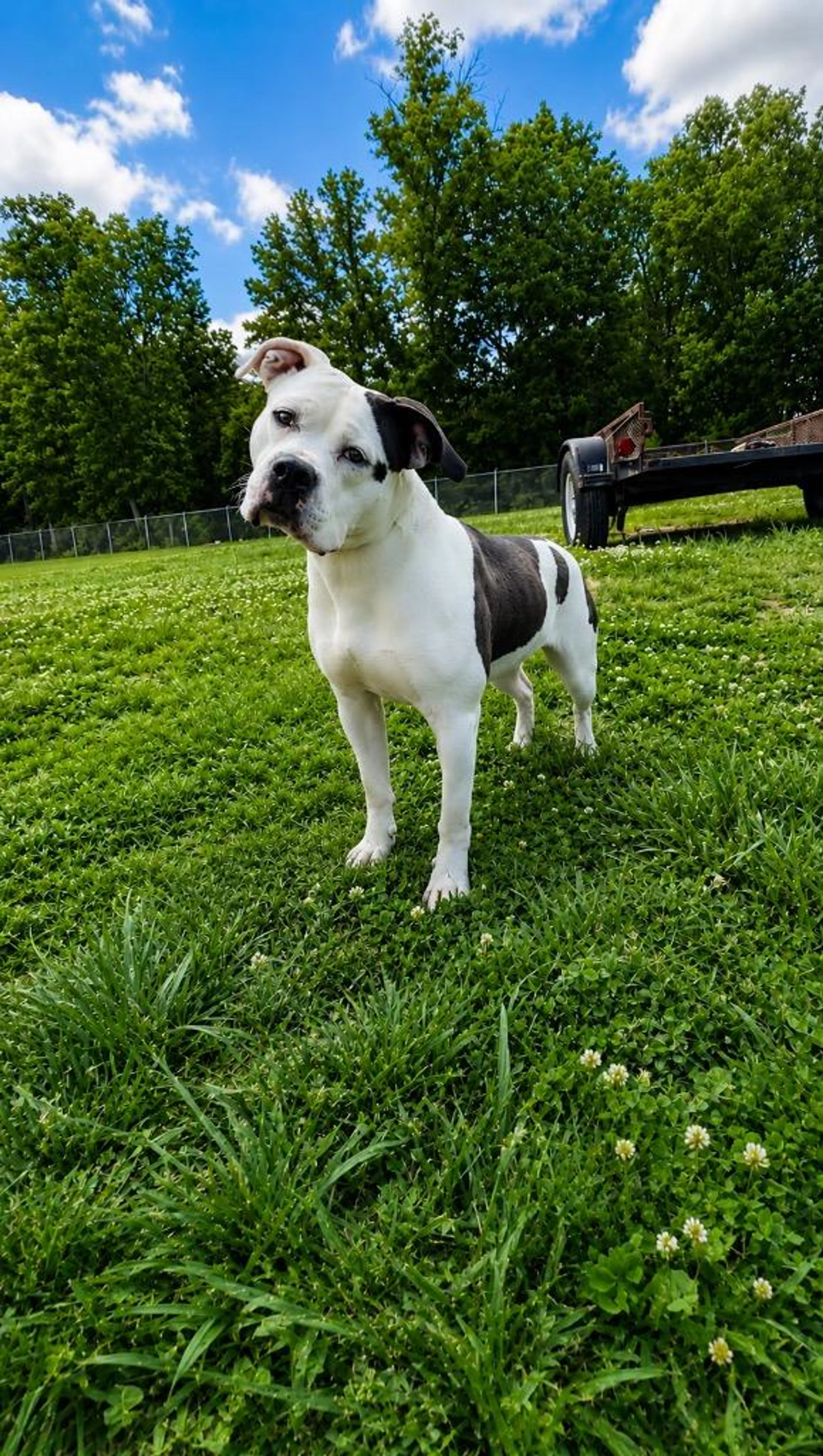 Found pet-1