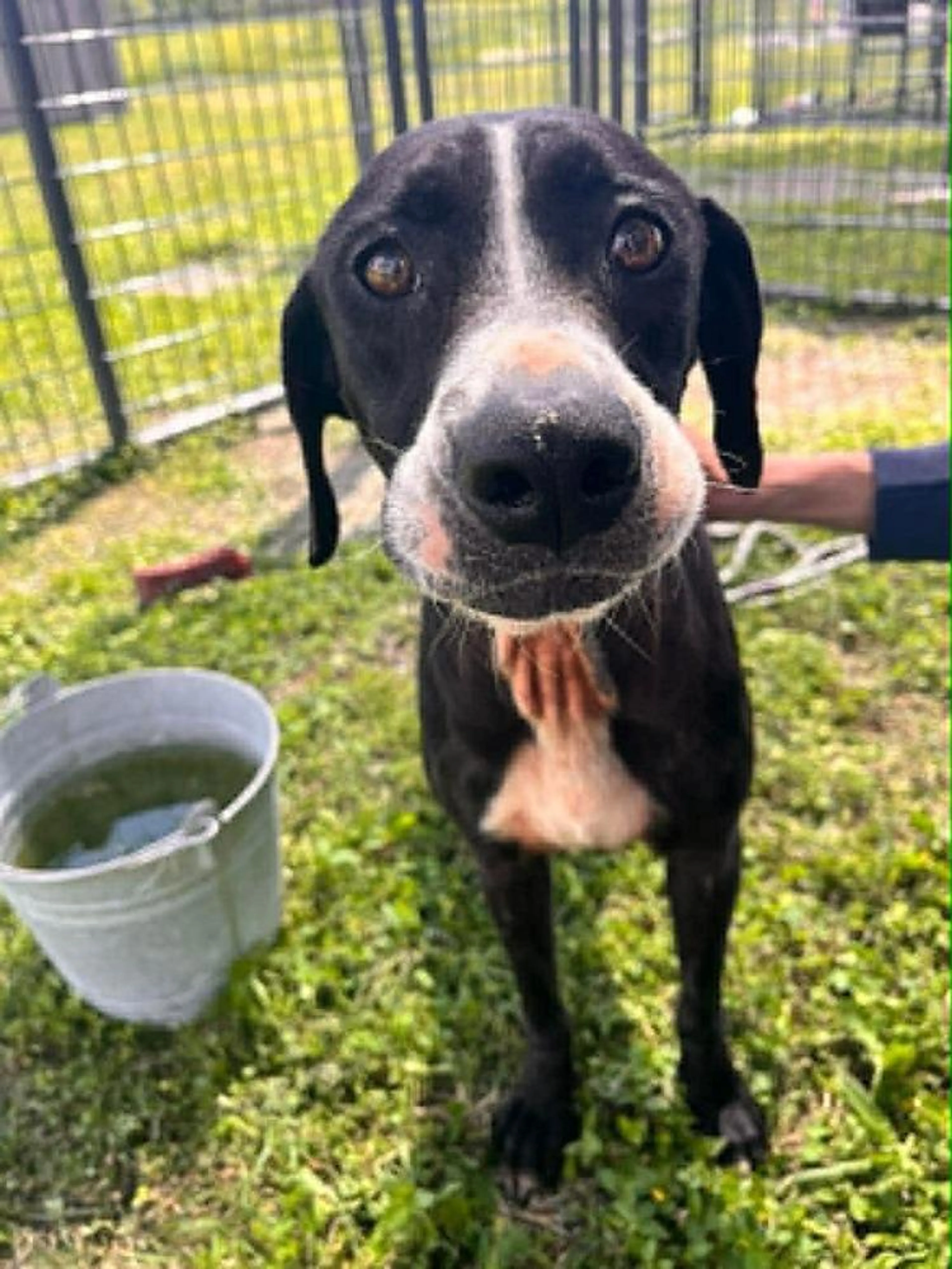 Found pet-4