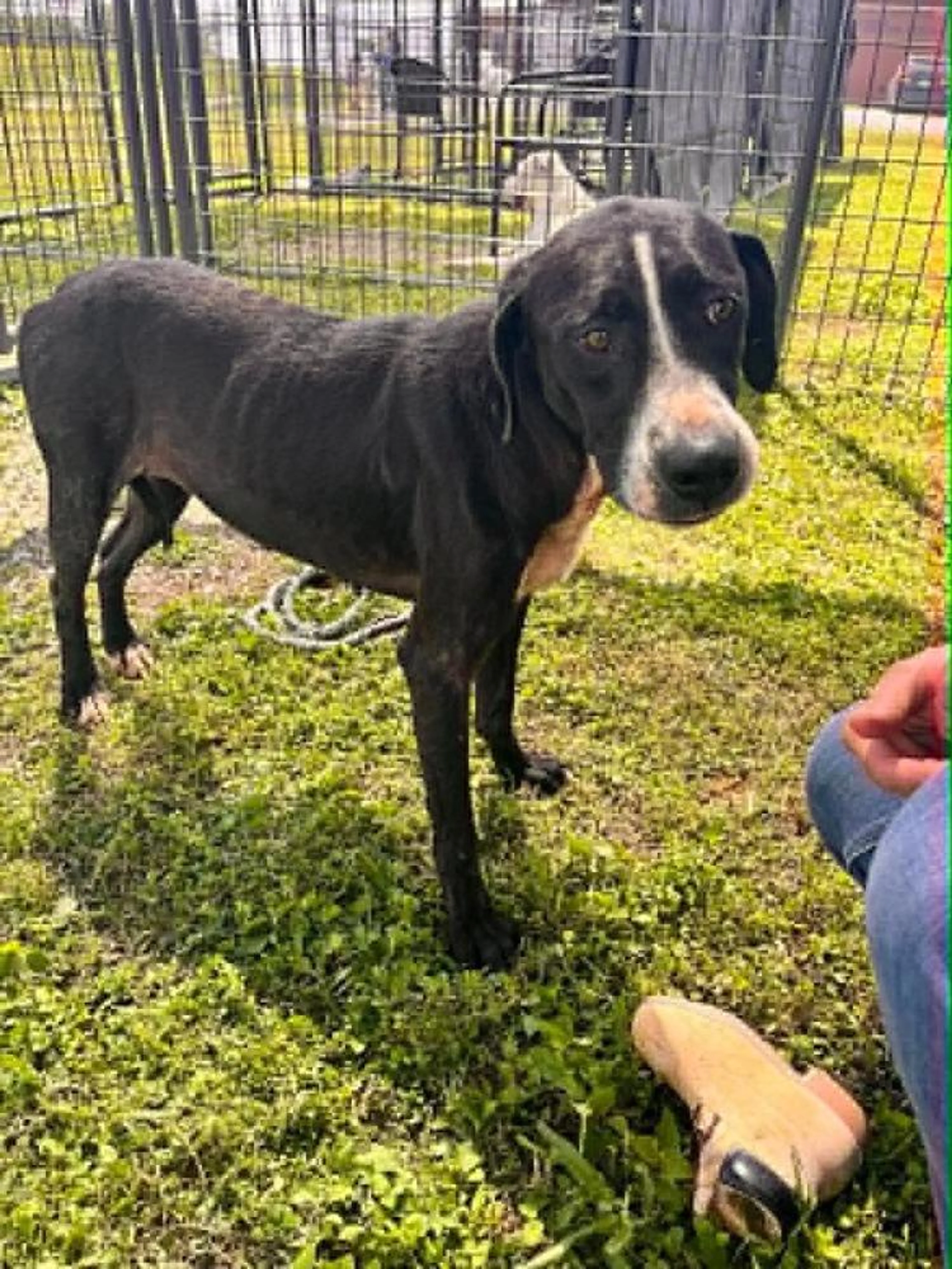 Found pet-2