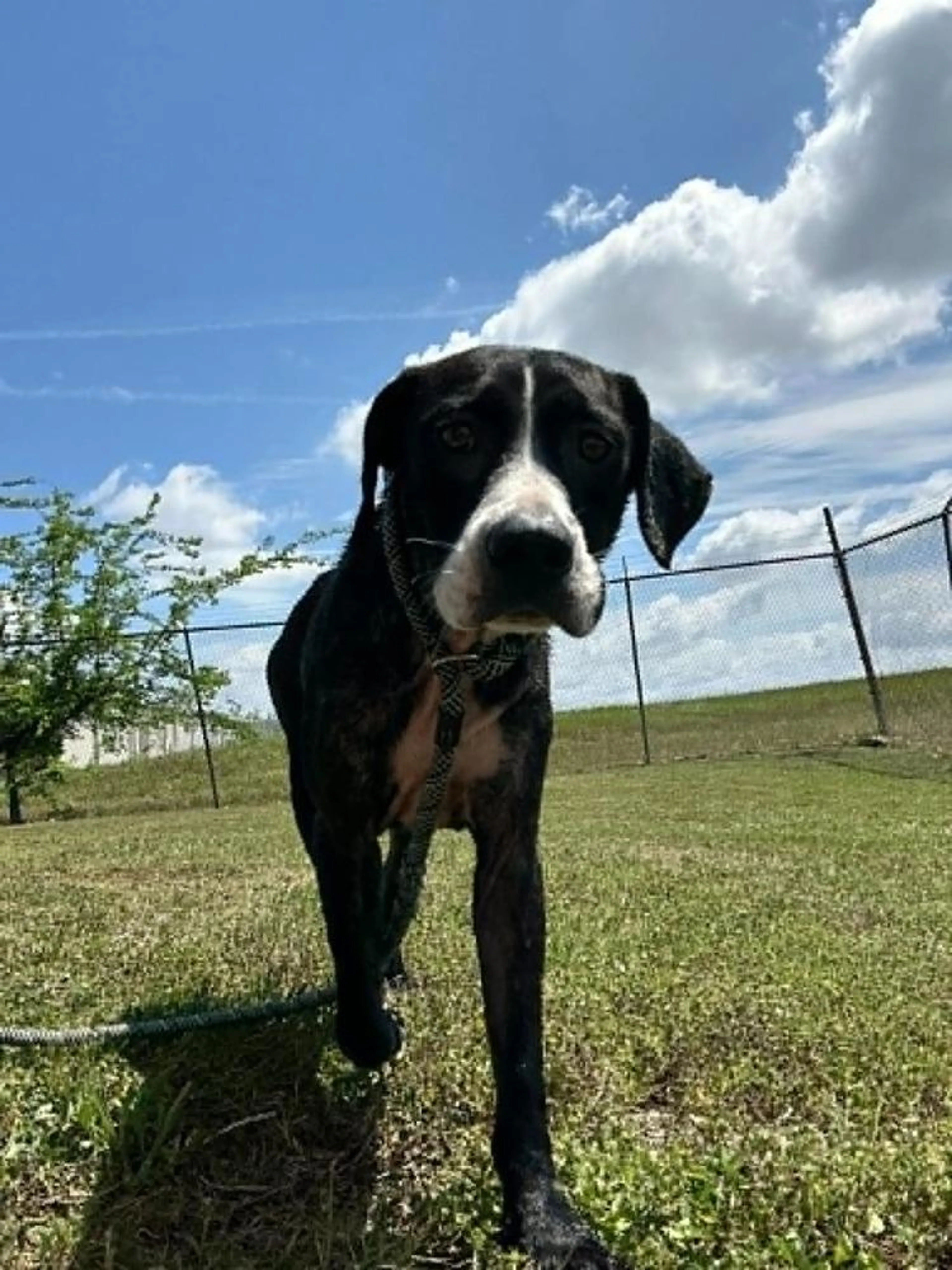 Found pet-3