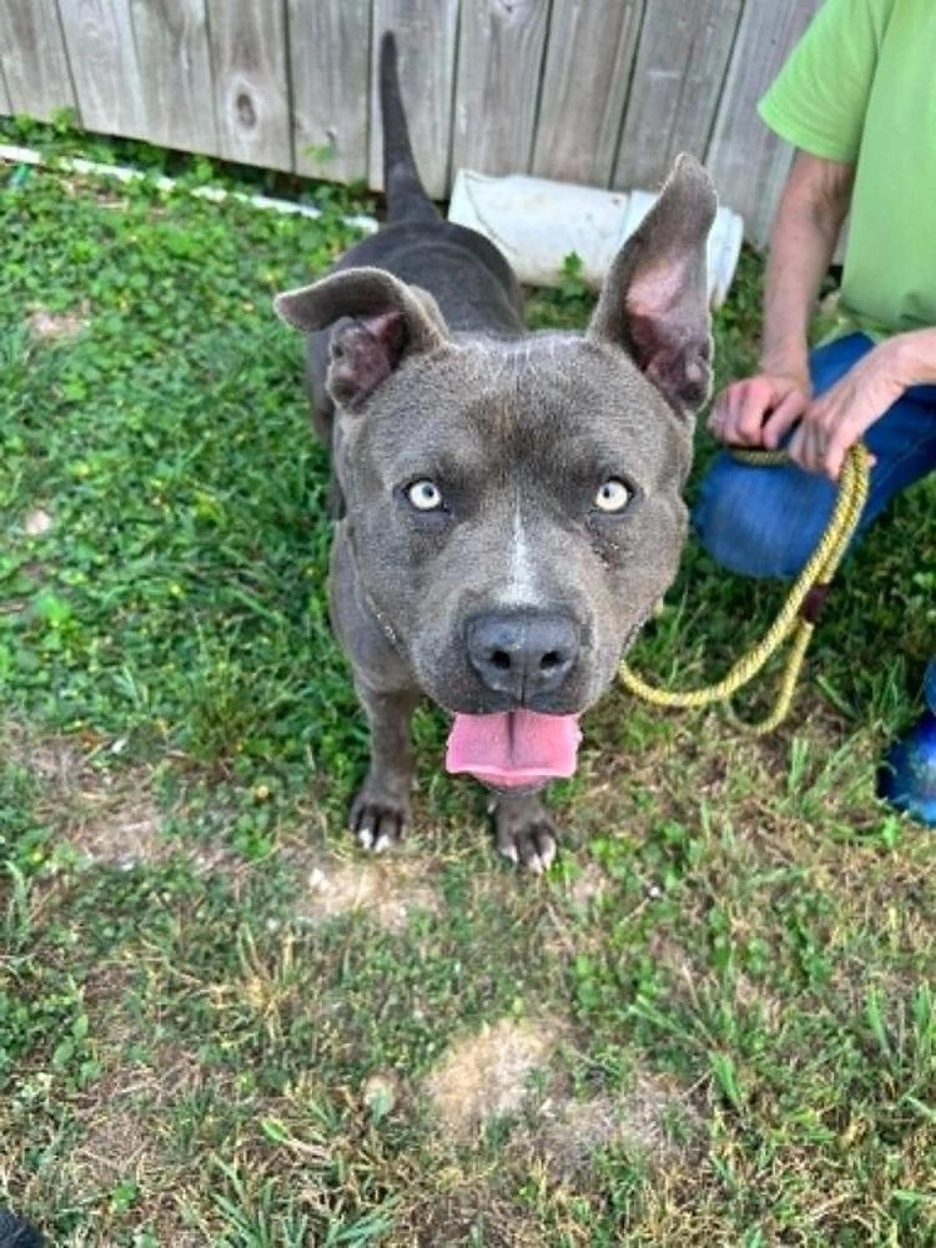 Found pet-2