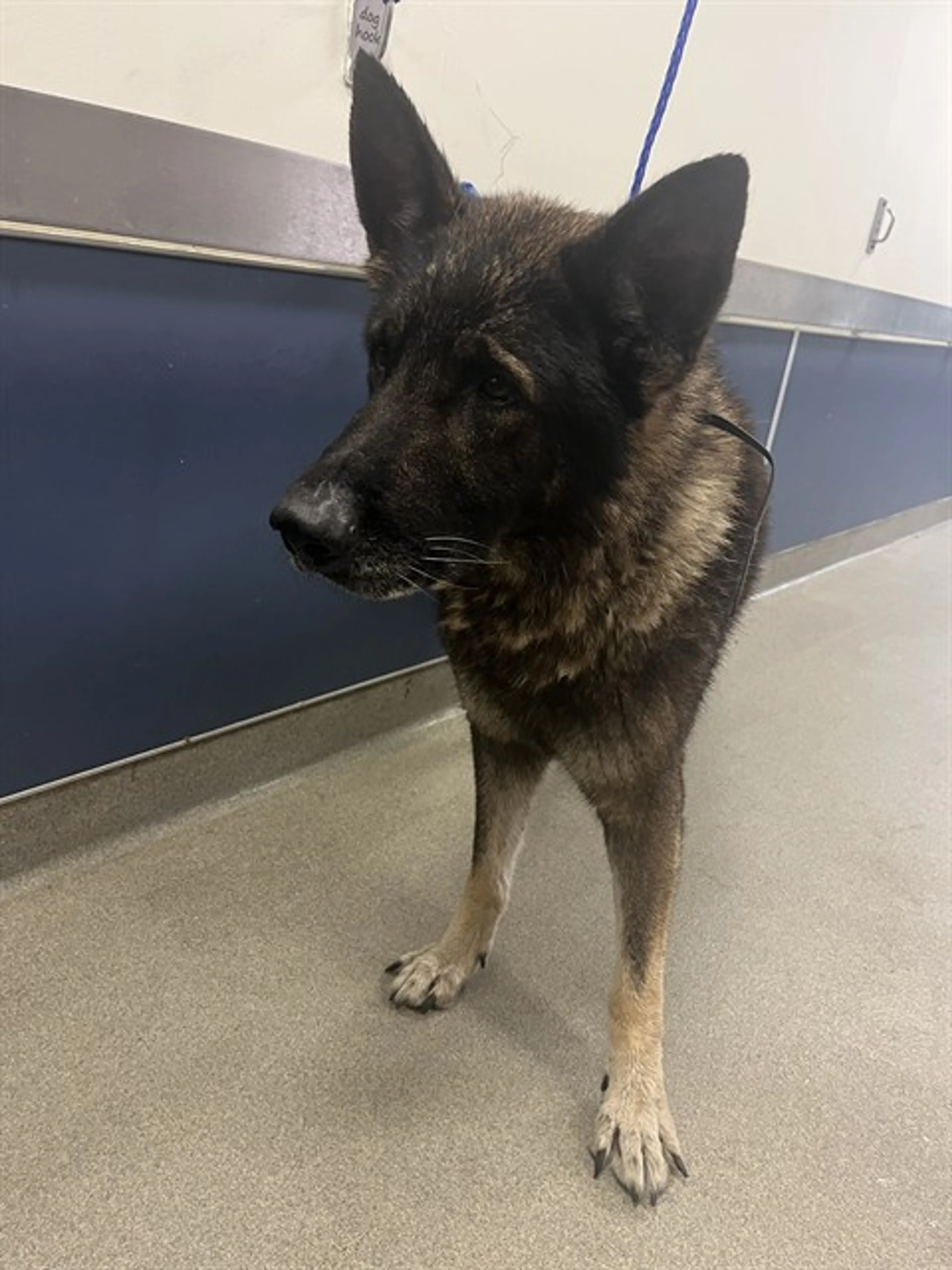 Found pet