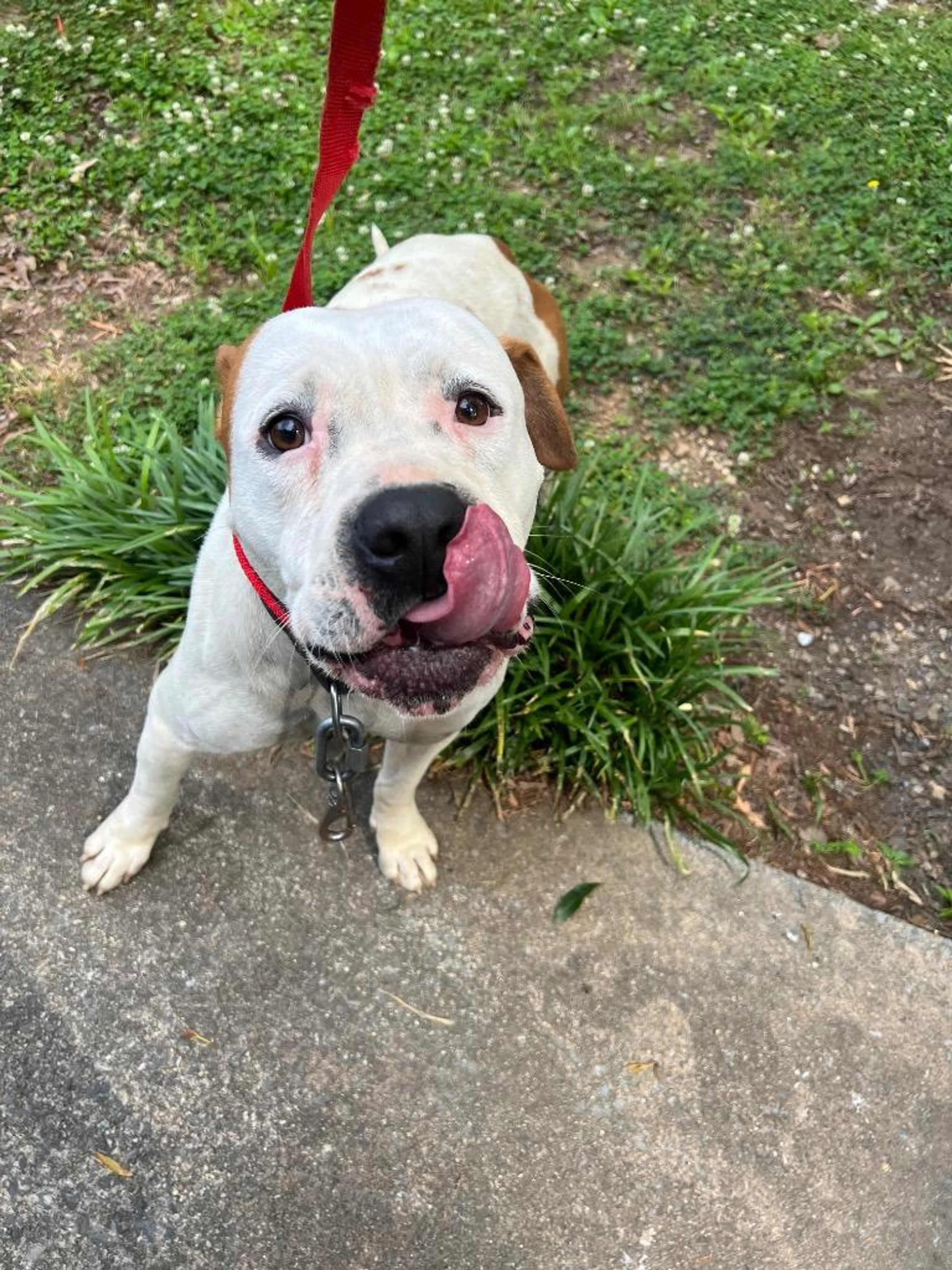 Found pet
