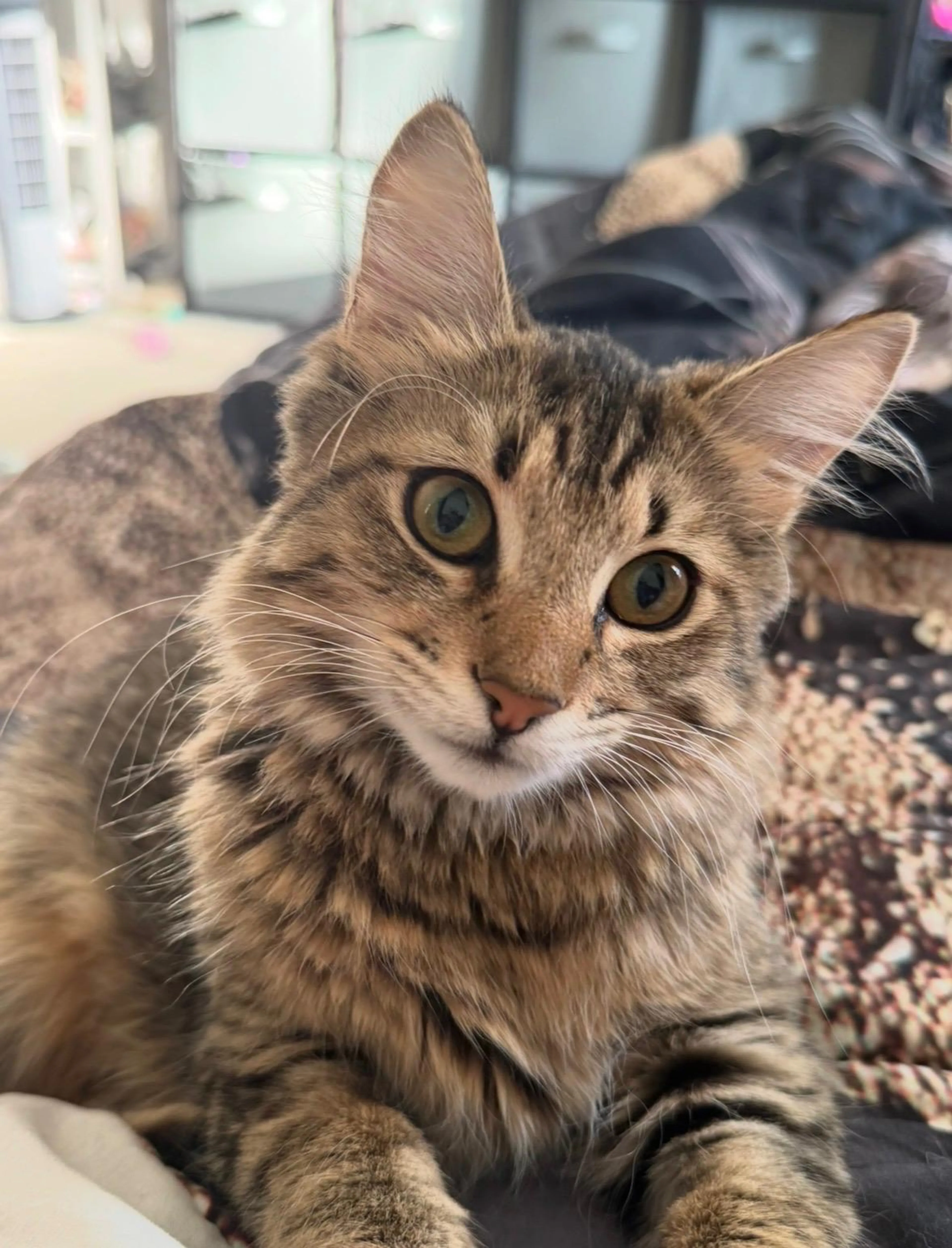 Found pet-4