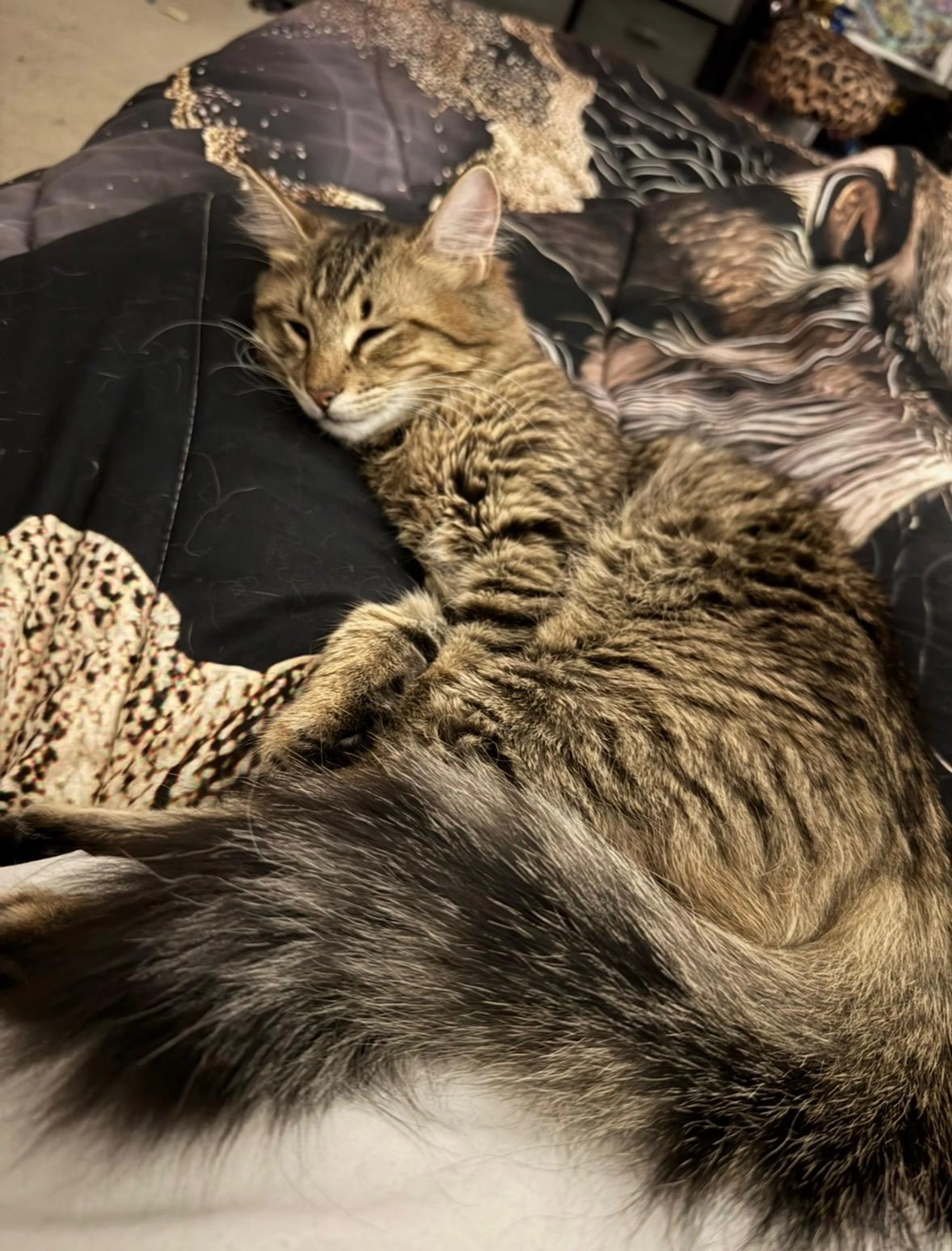 Found pet-0