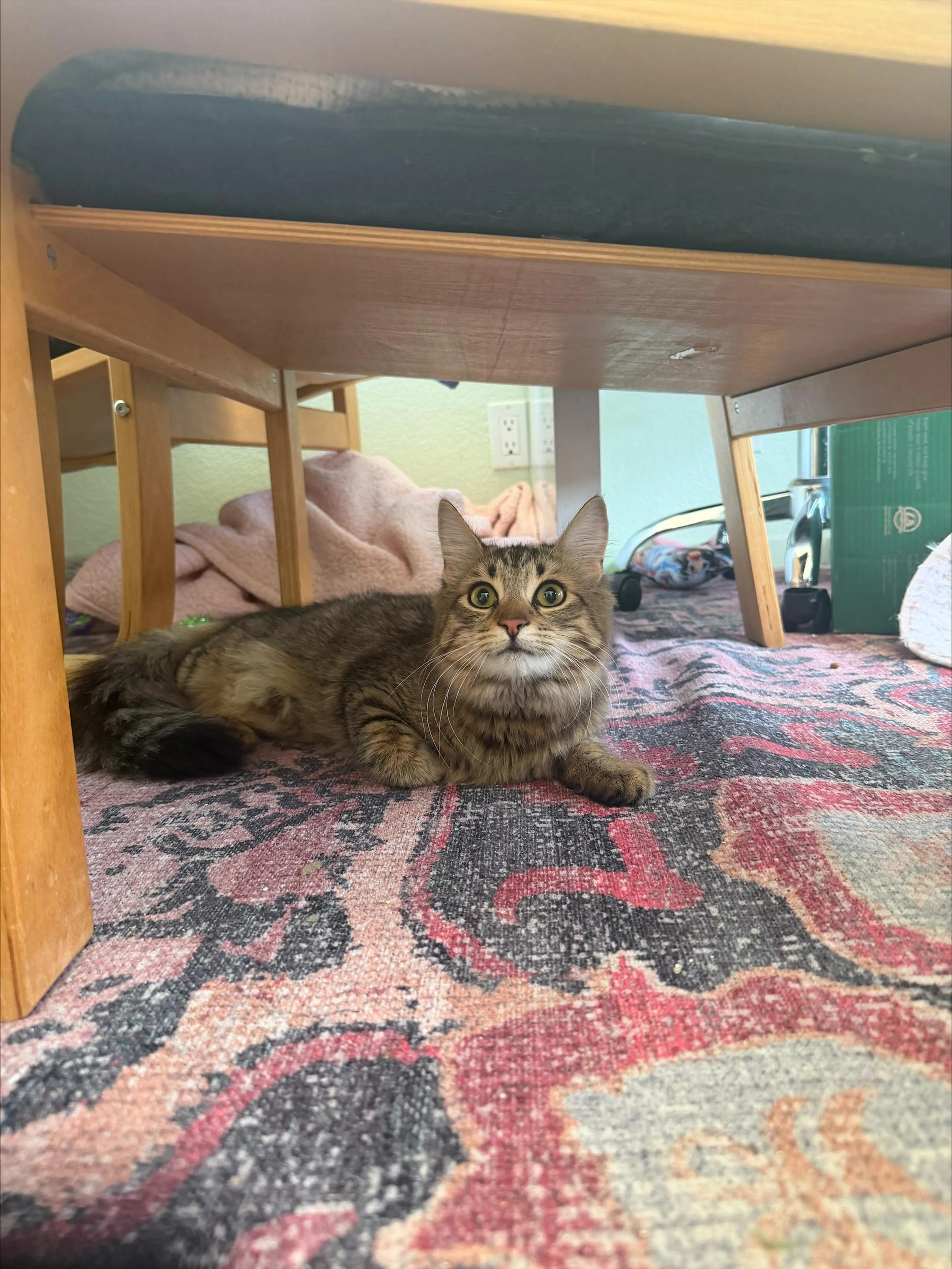 Found pet-3