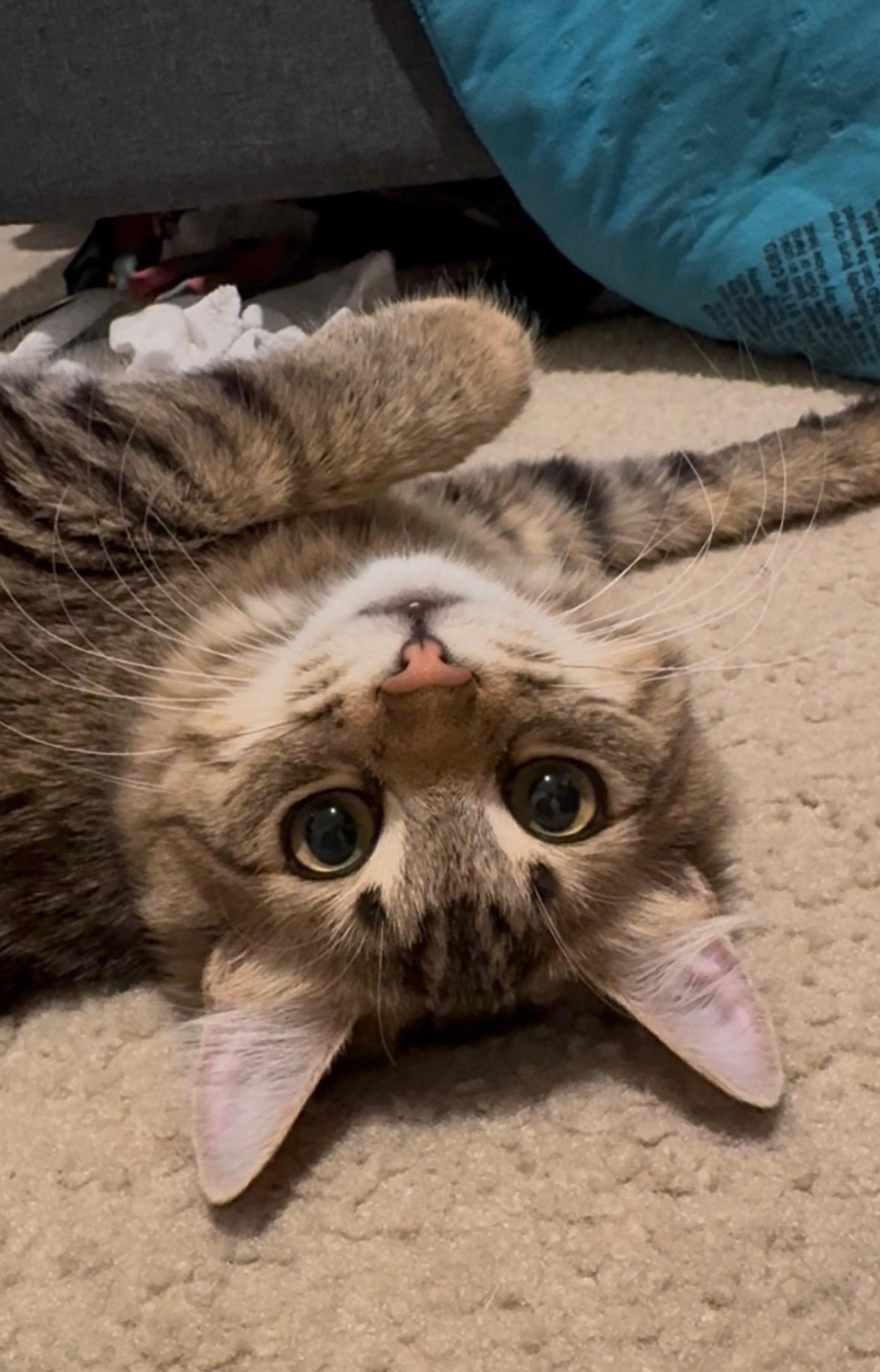 Found pet-2