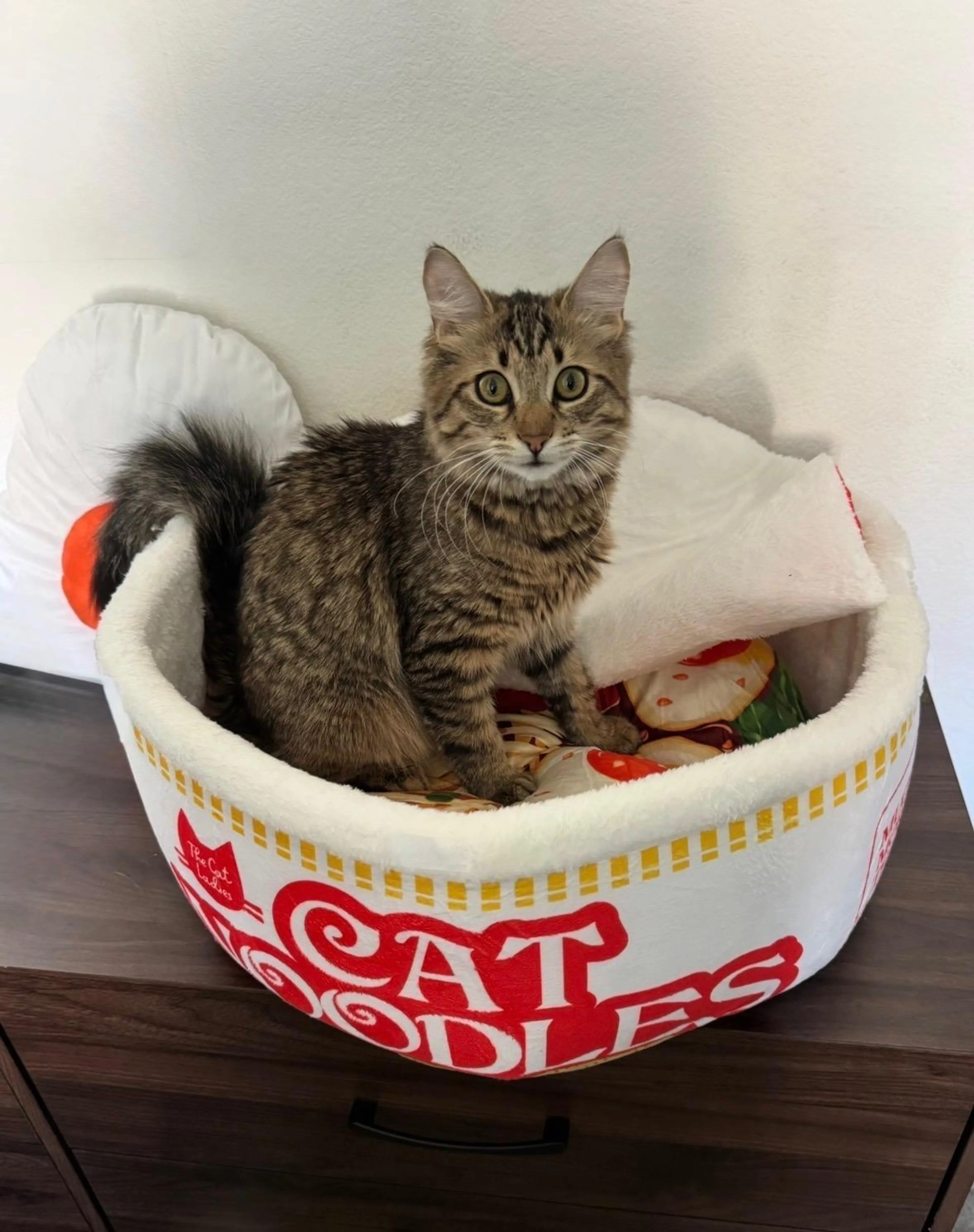 Found pet-1