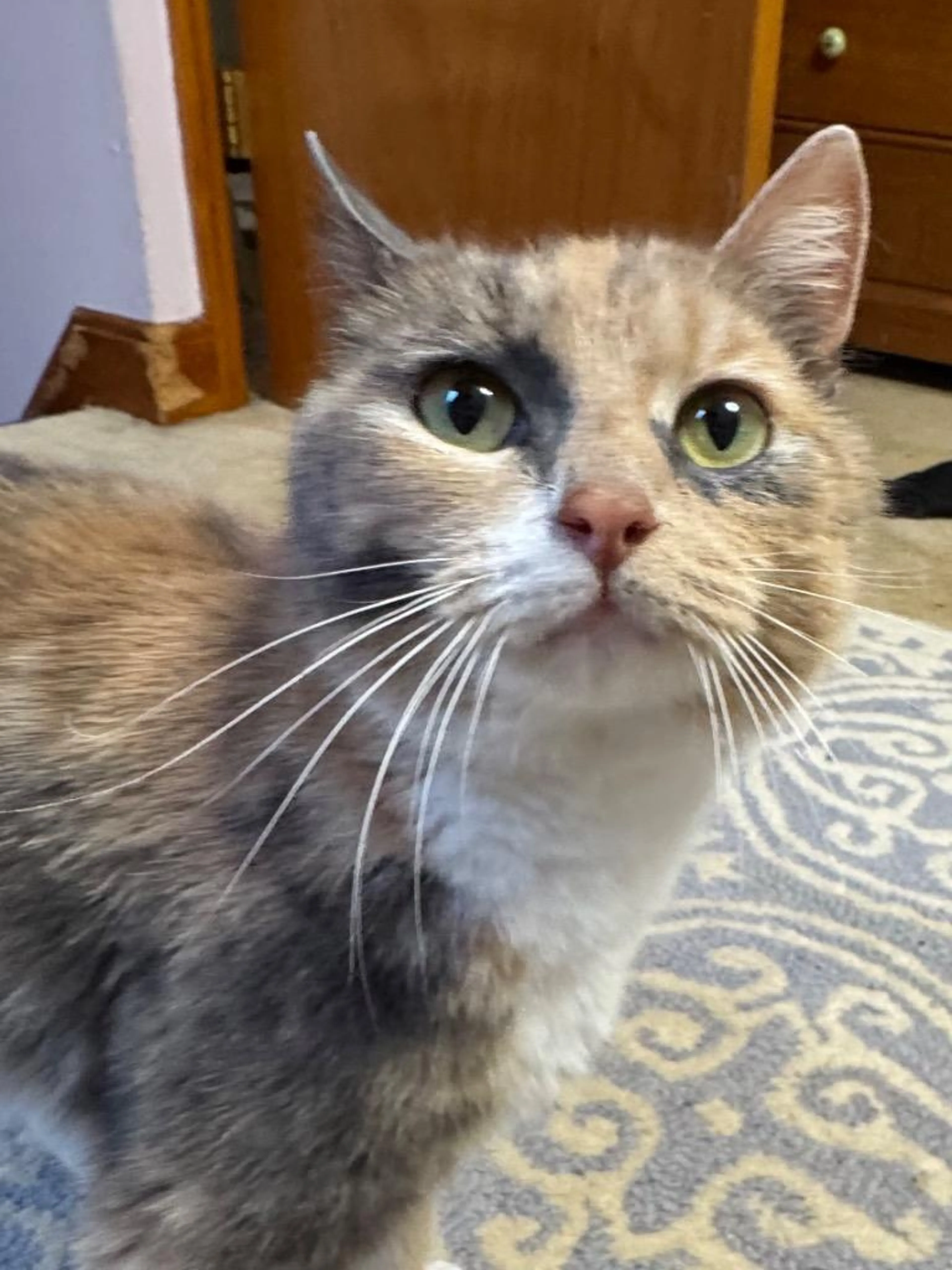 Found pet-2