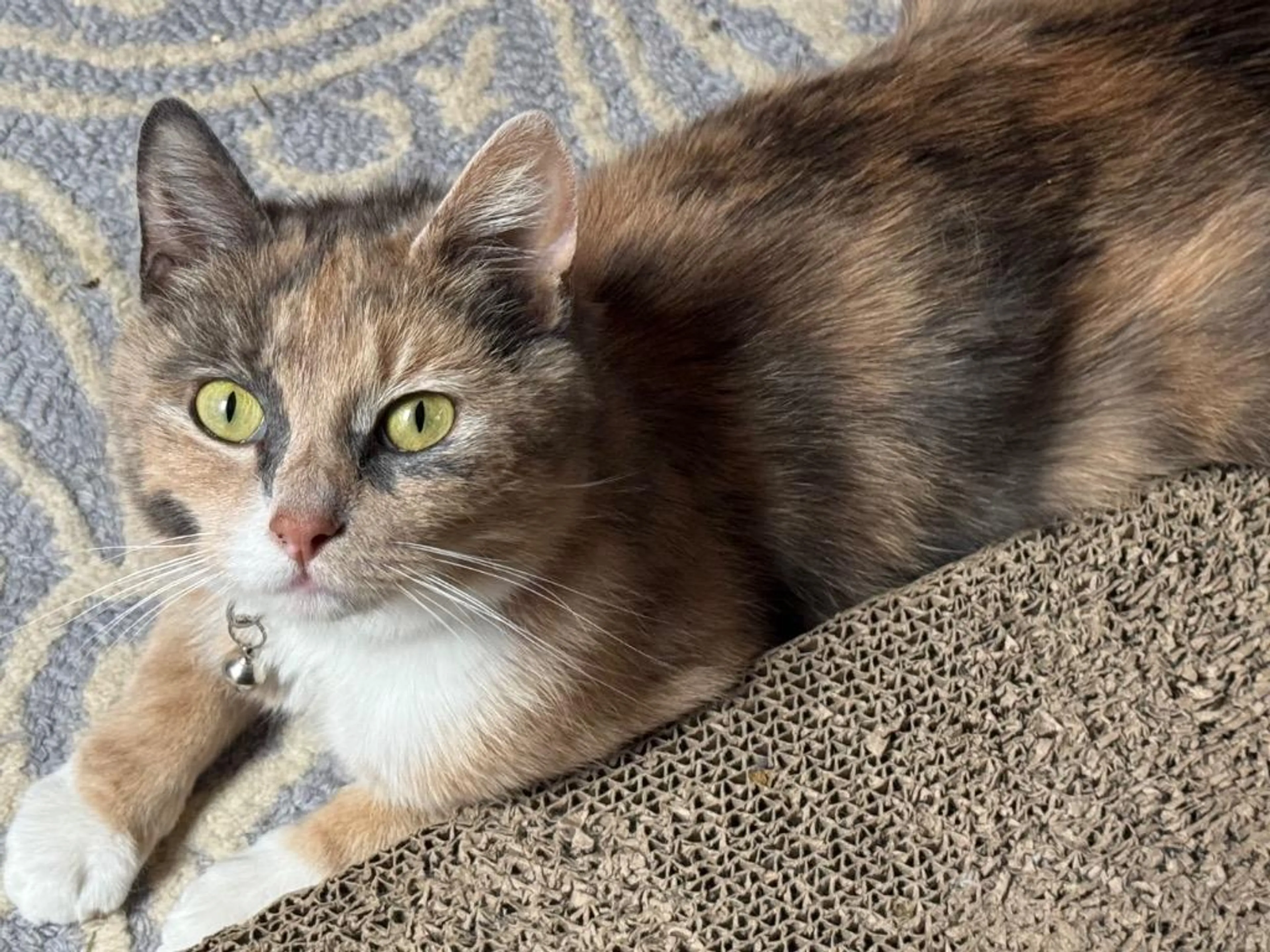 Found pet-1