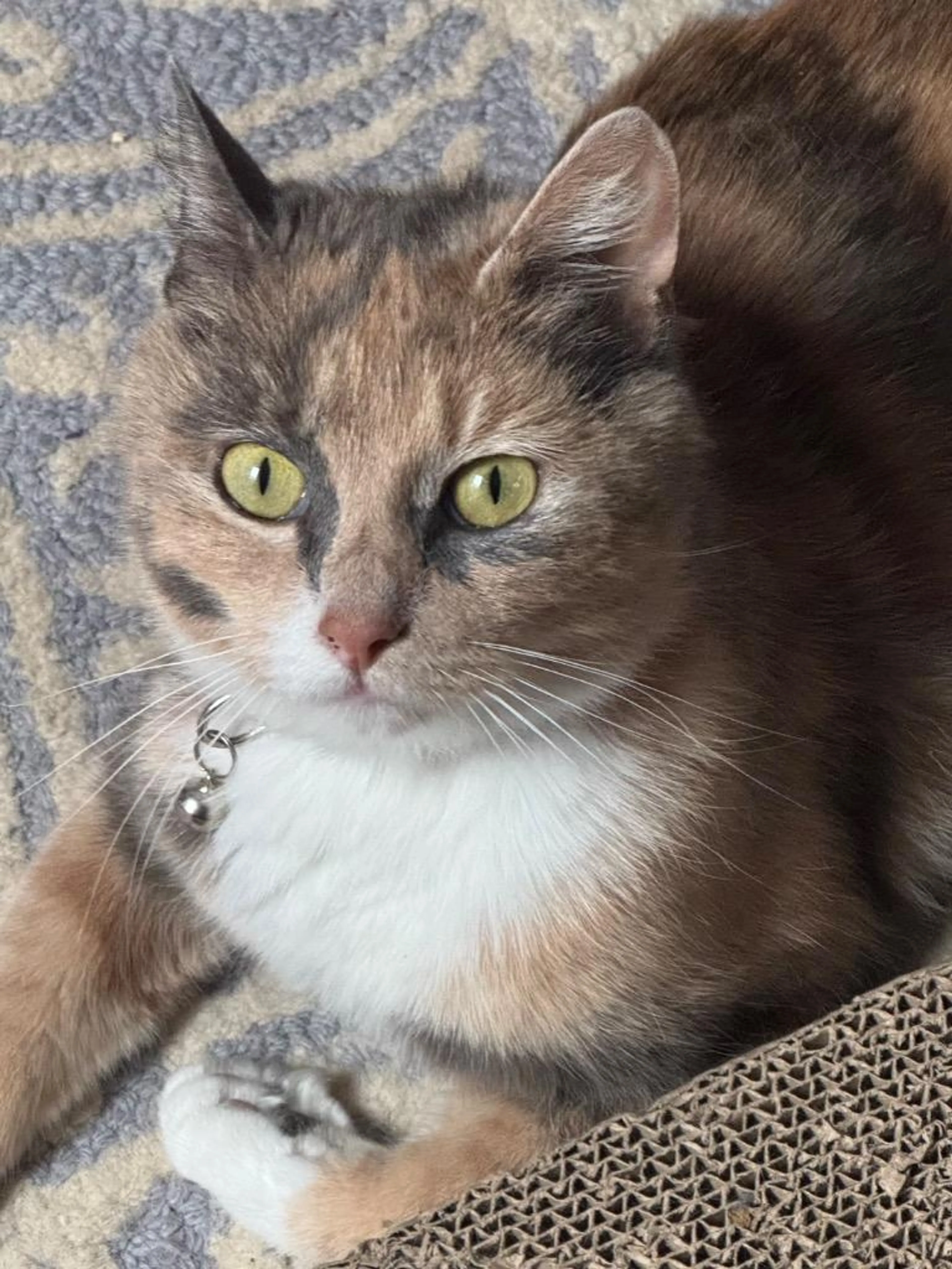 Found pet-4