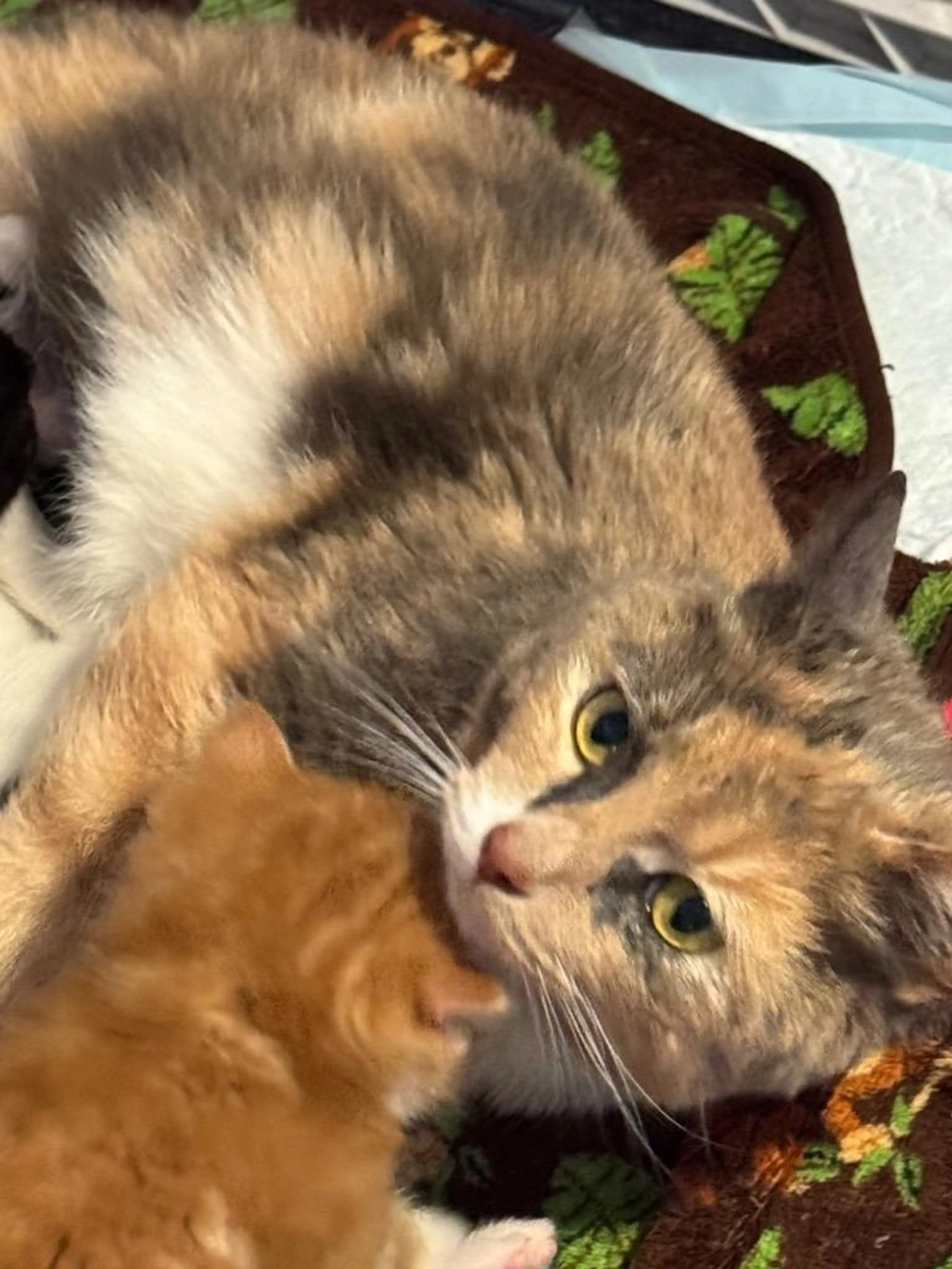 Found pet-3