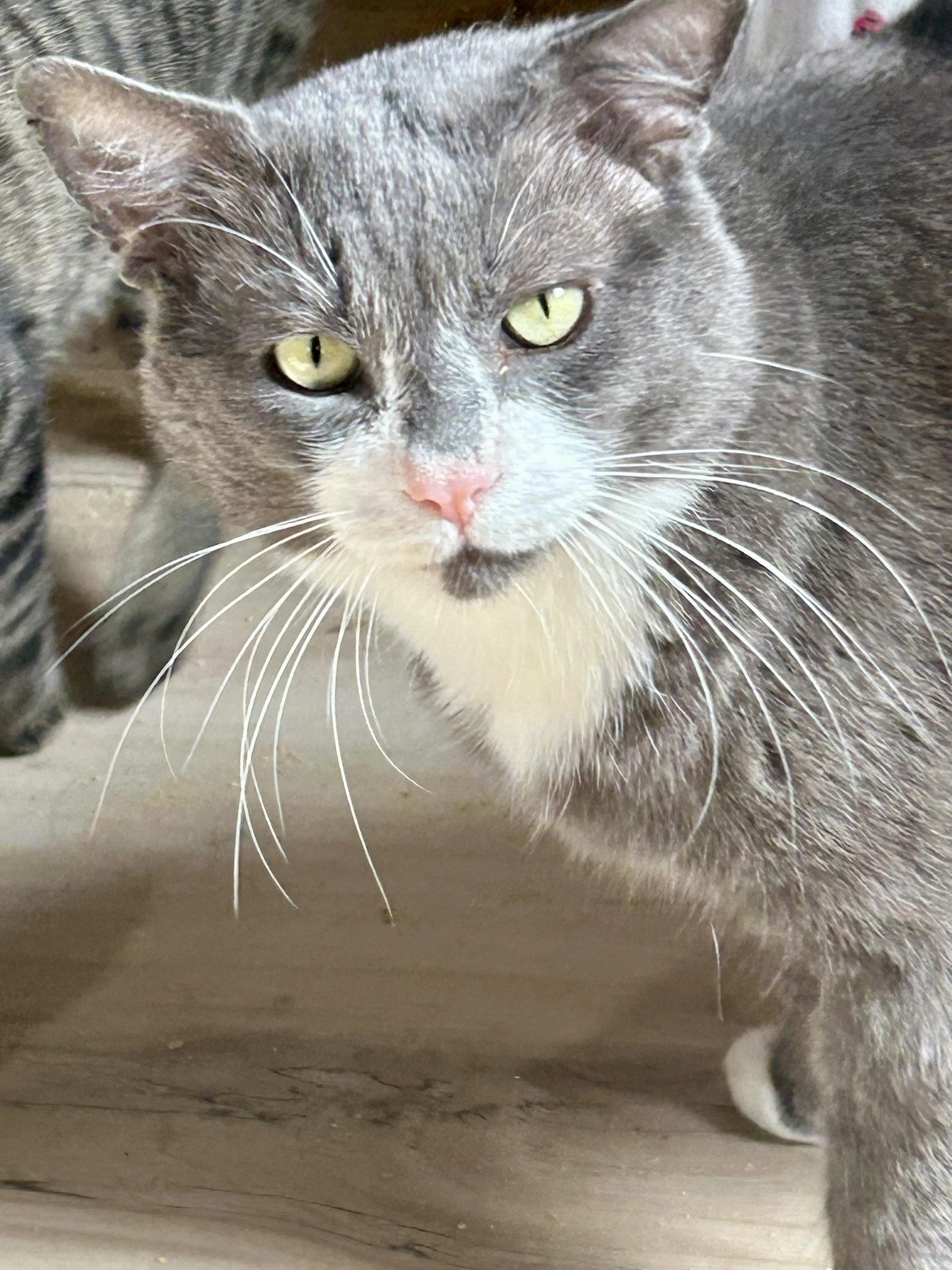 Found pet-0