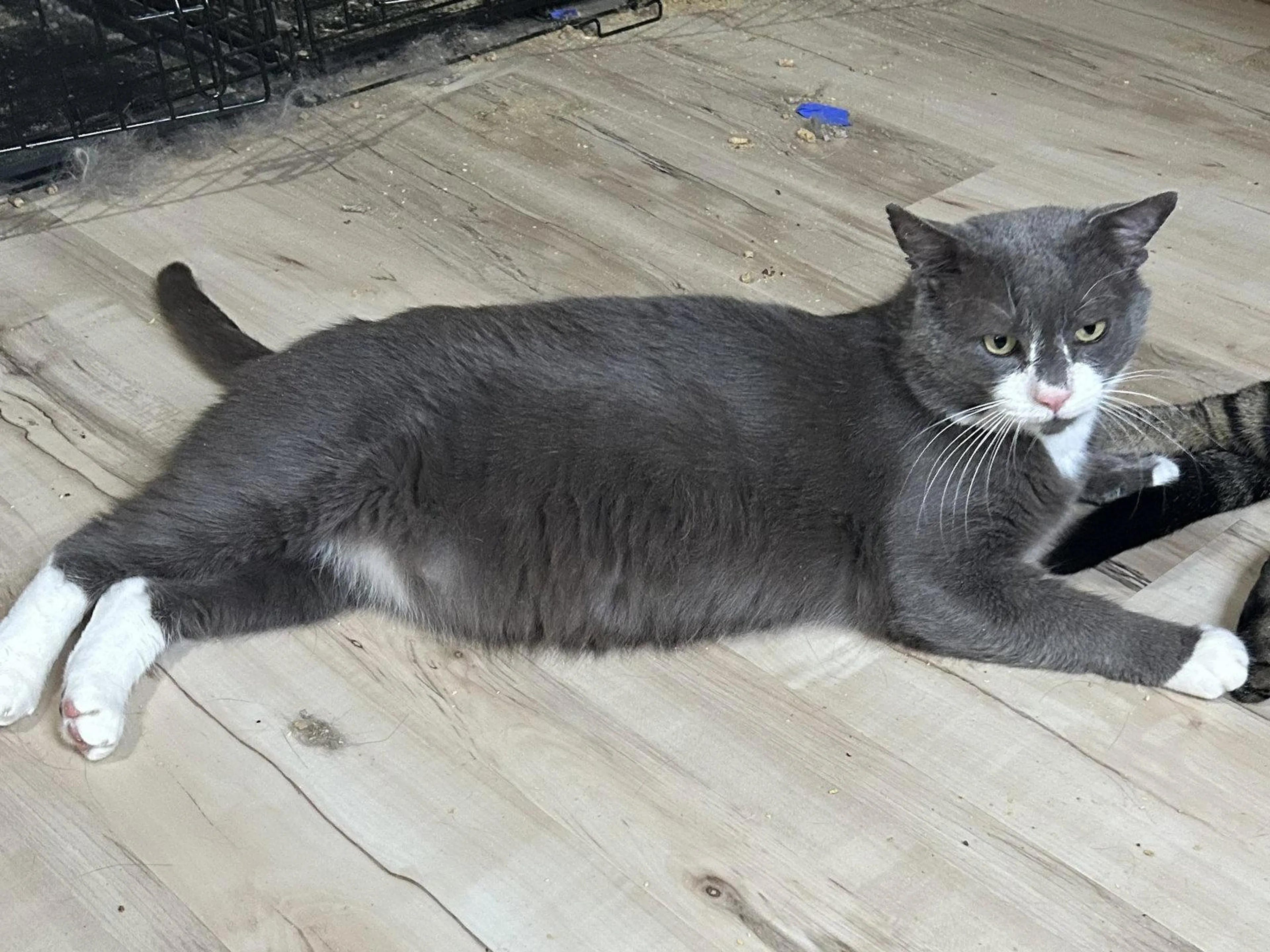 Found pet-1