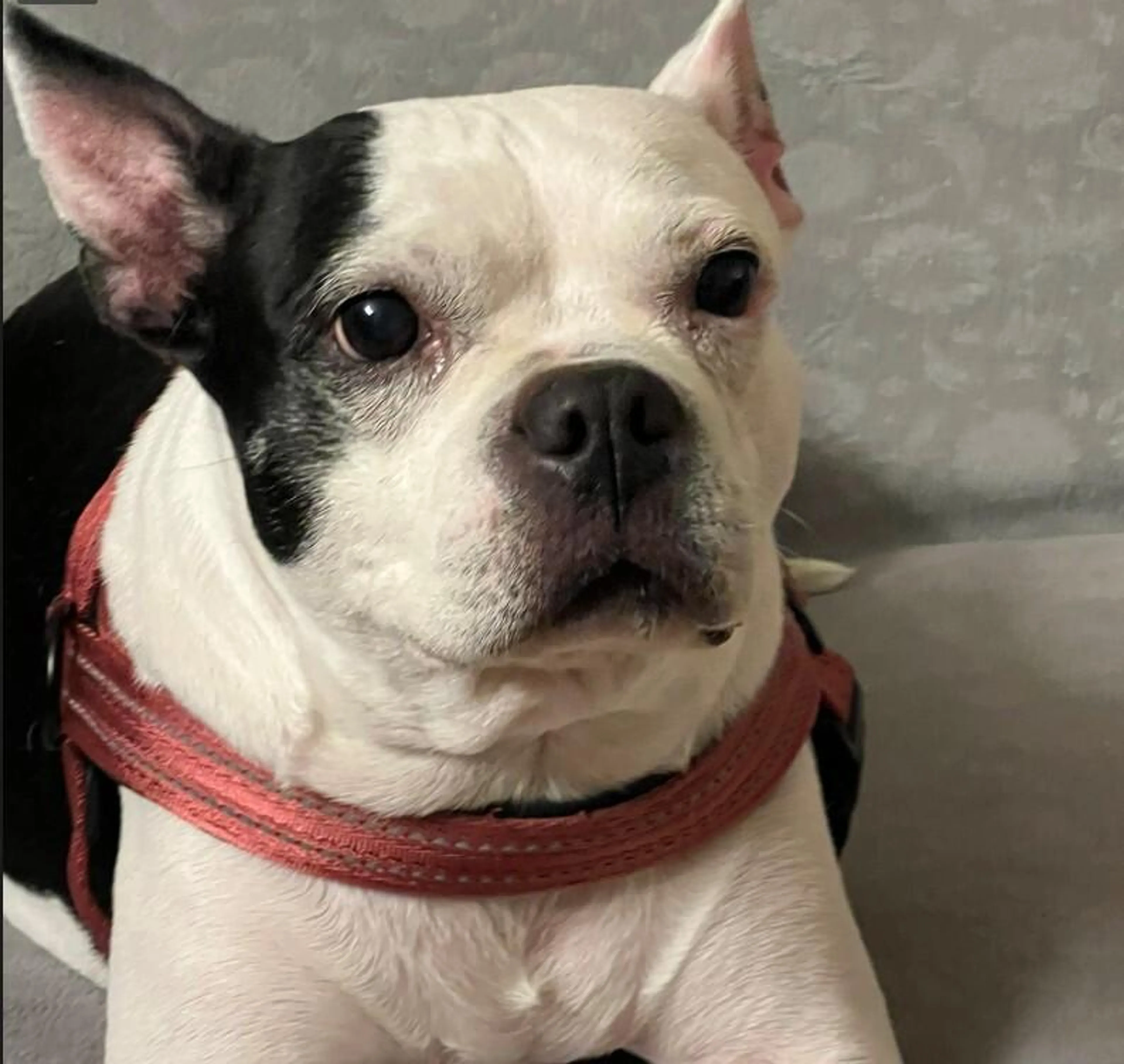 Found pet-1