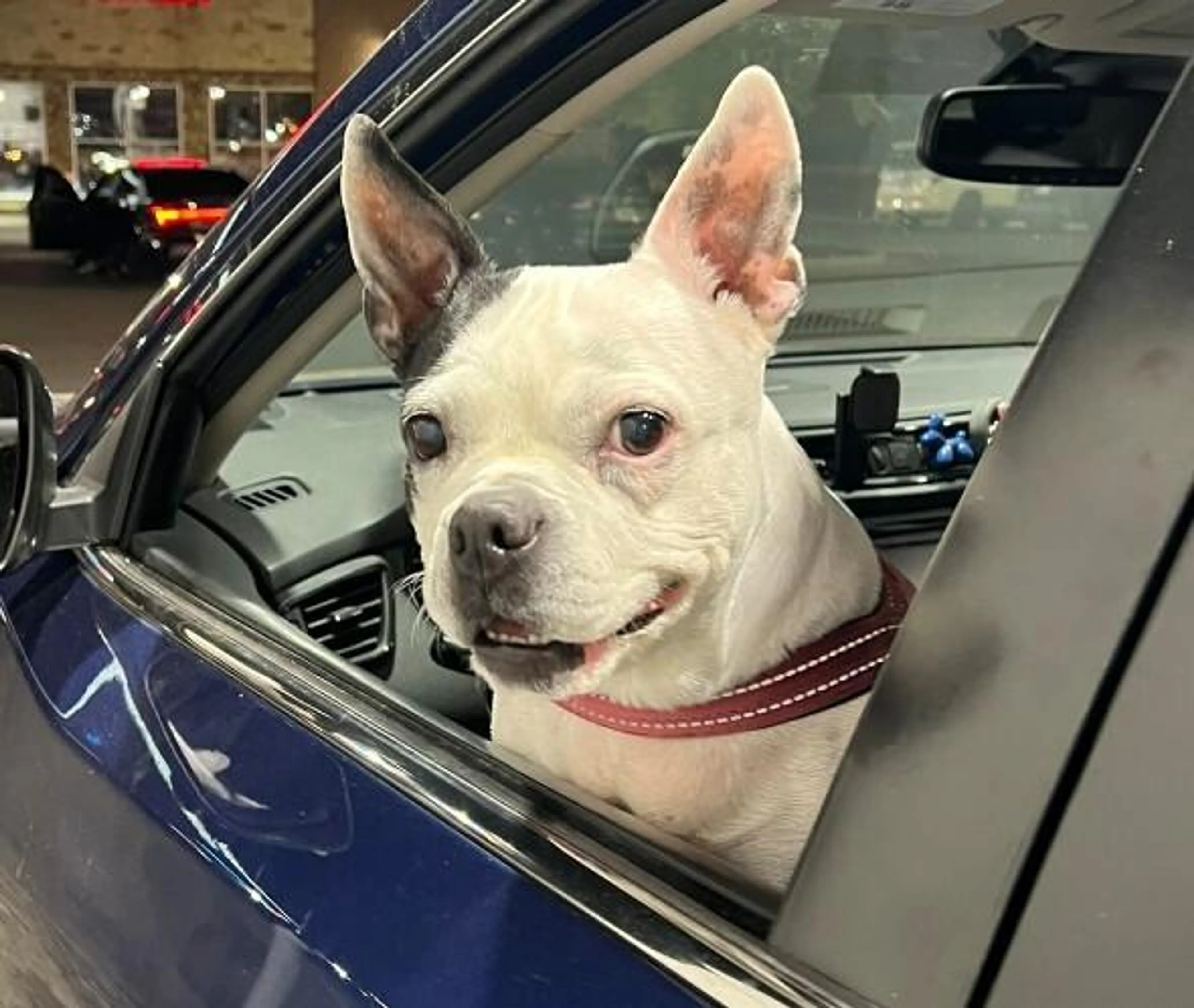 Found pet-2