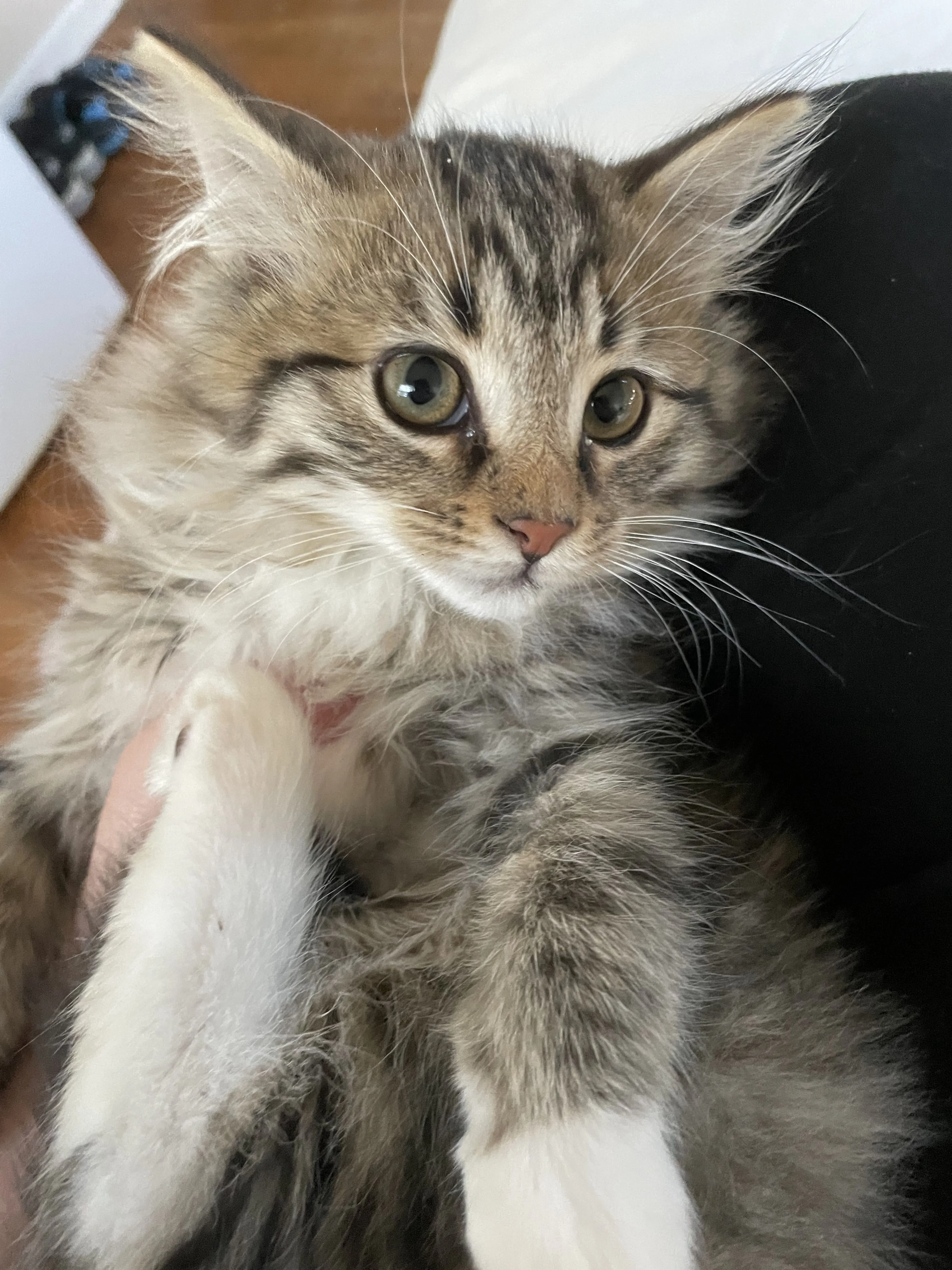 Lost pet