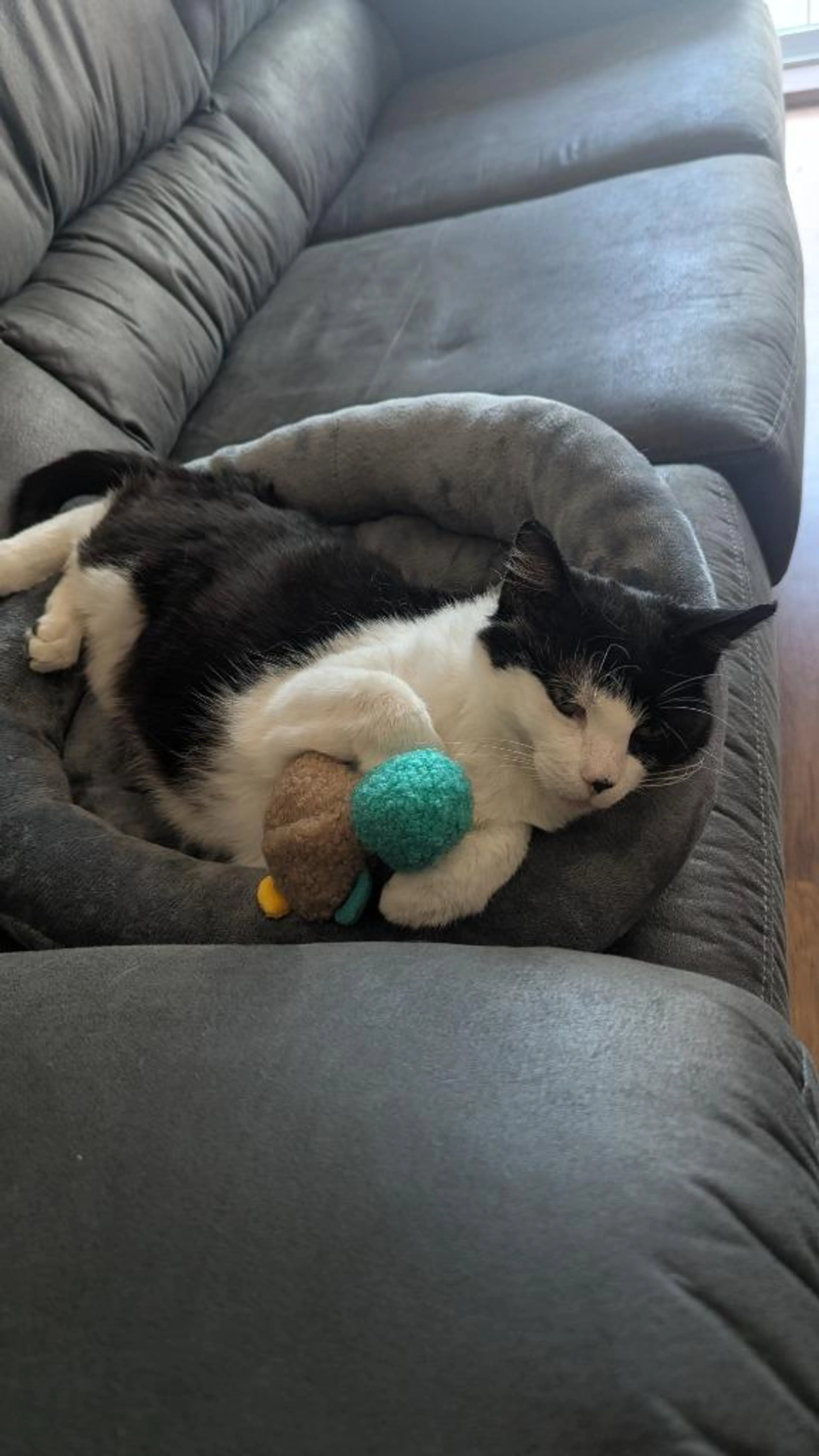 Found pet-1