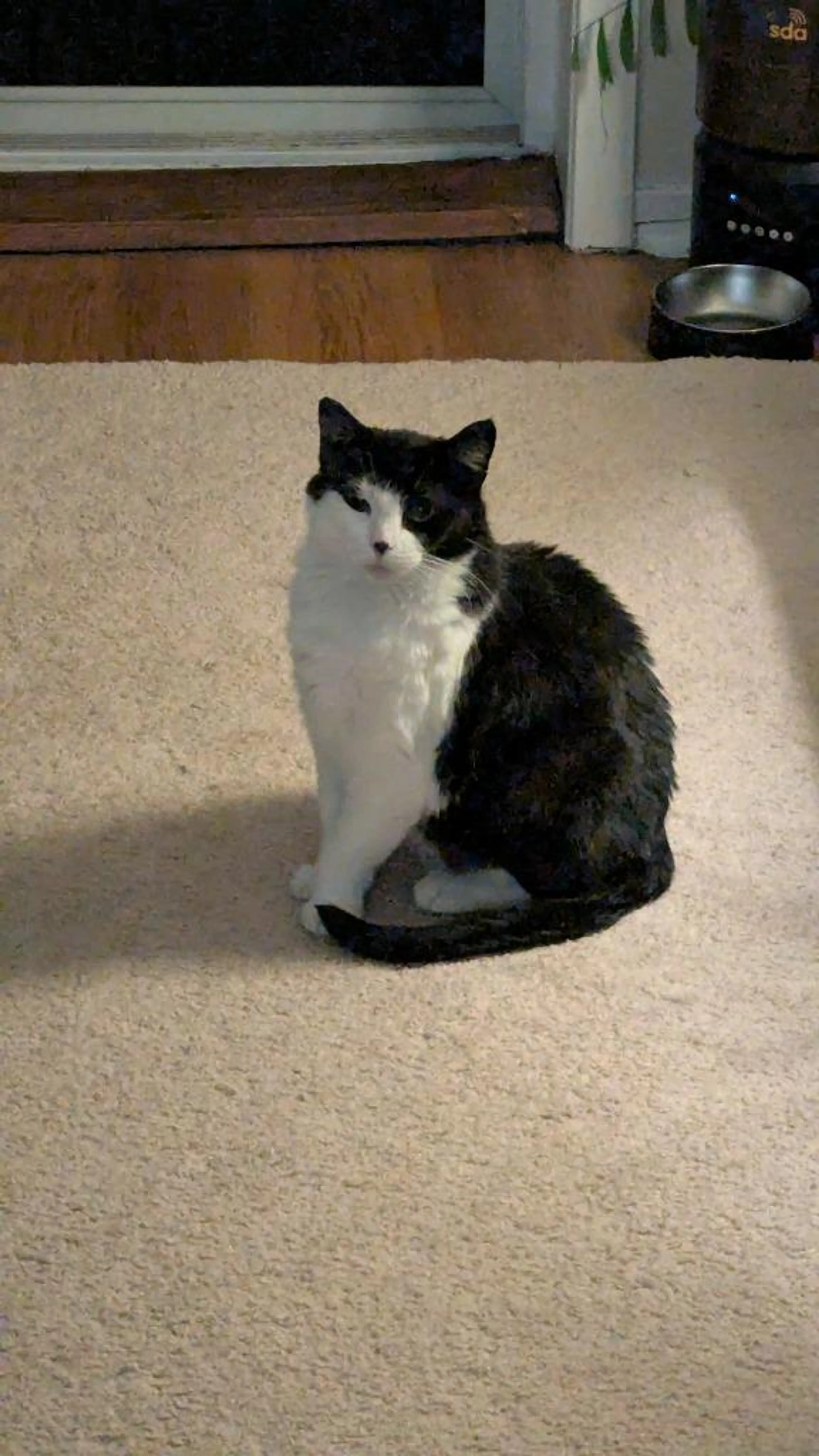 Found pet-2
