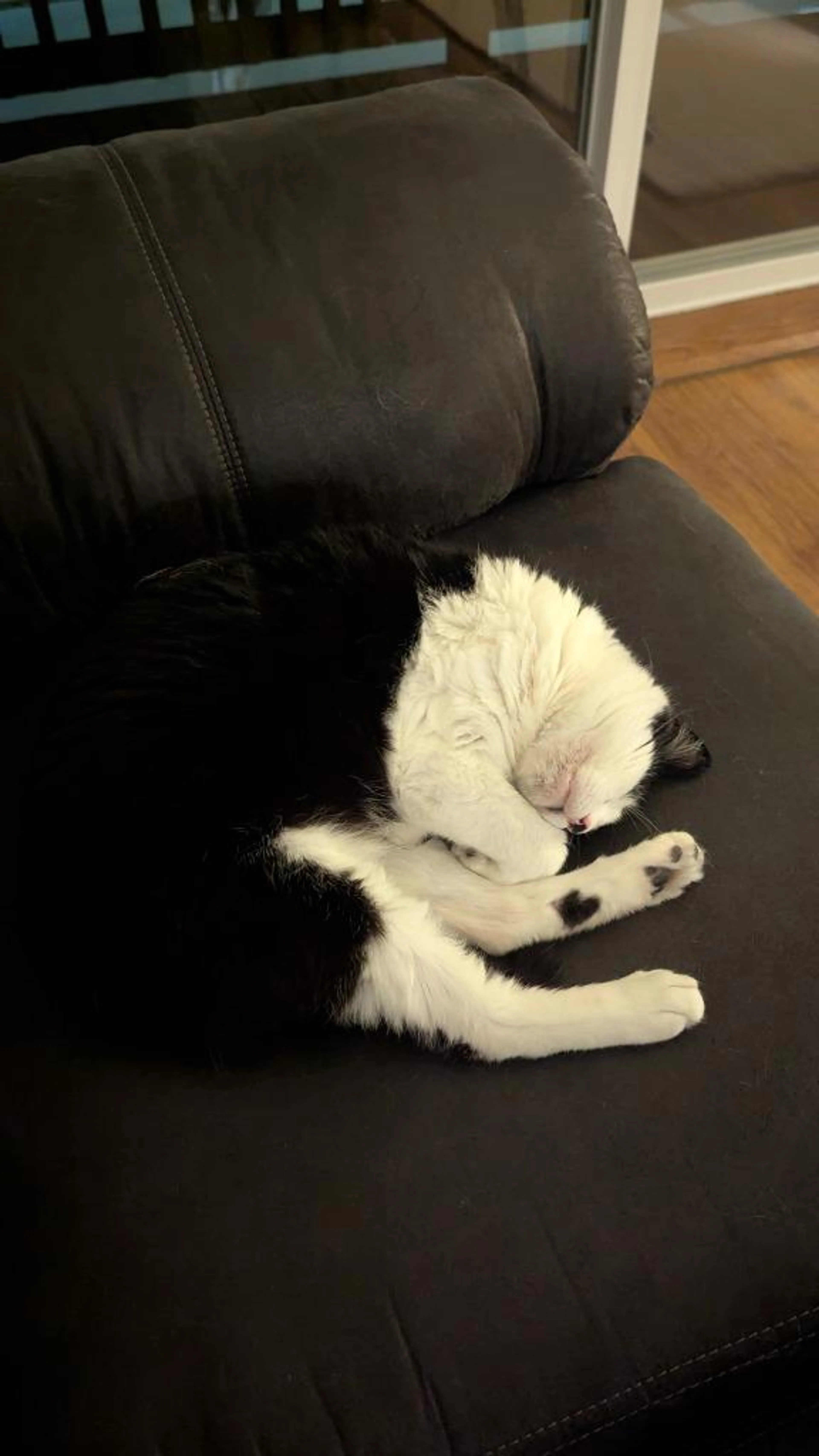 Found pet-0