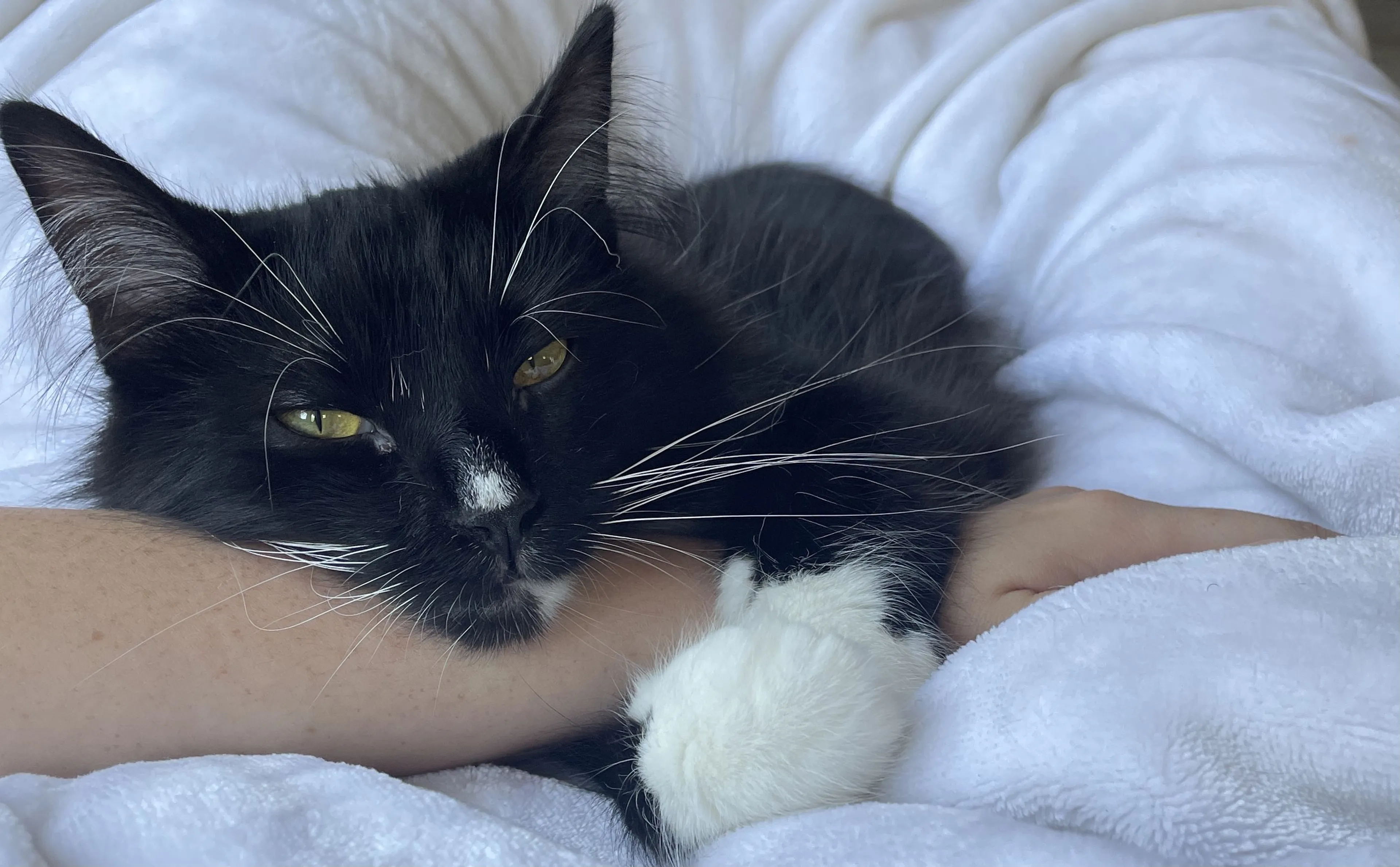 Lost pet-1