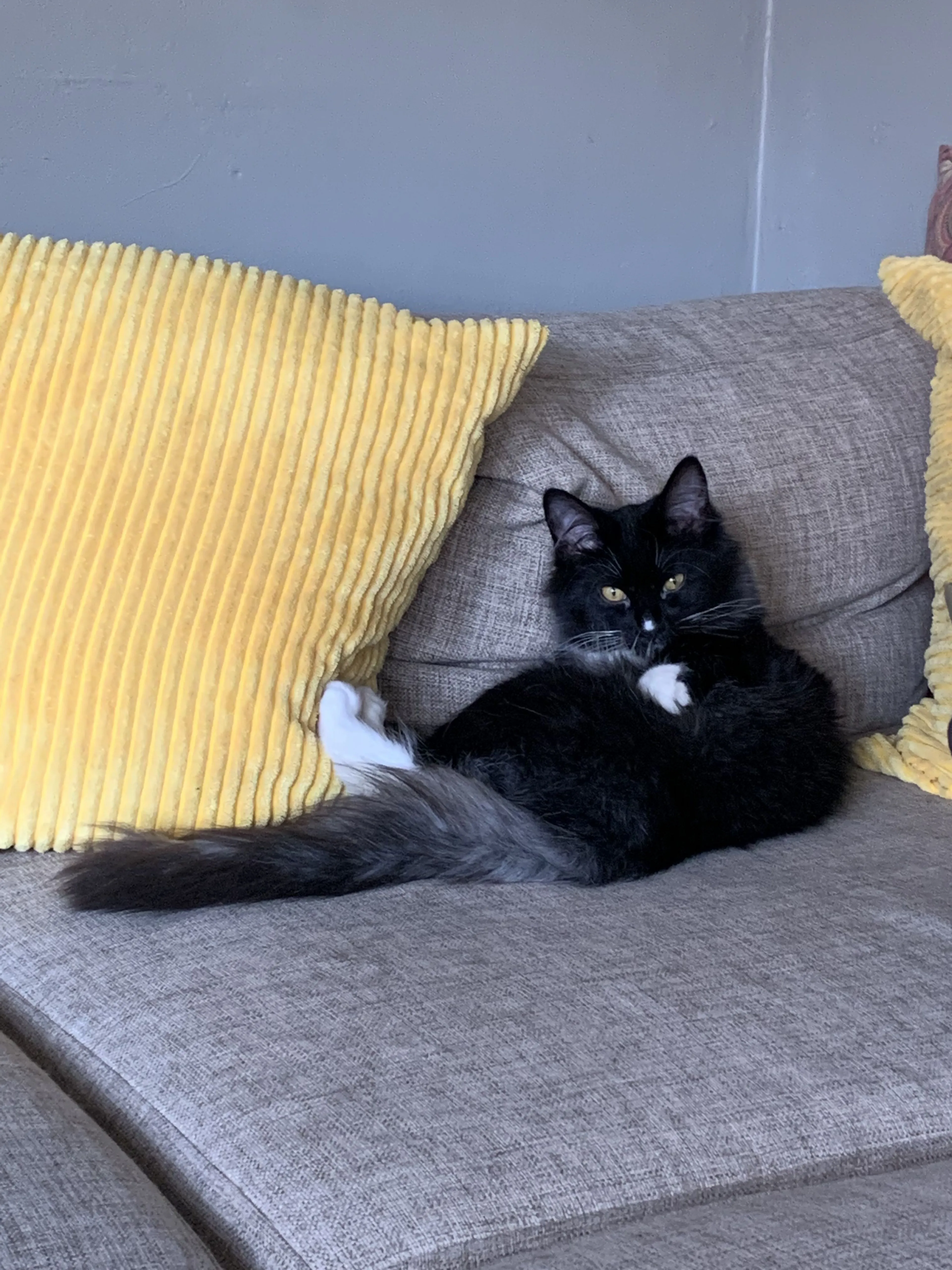 Lost pet-3