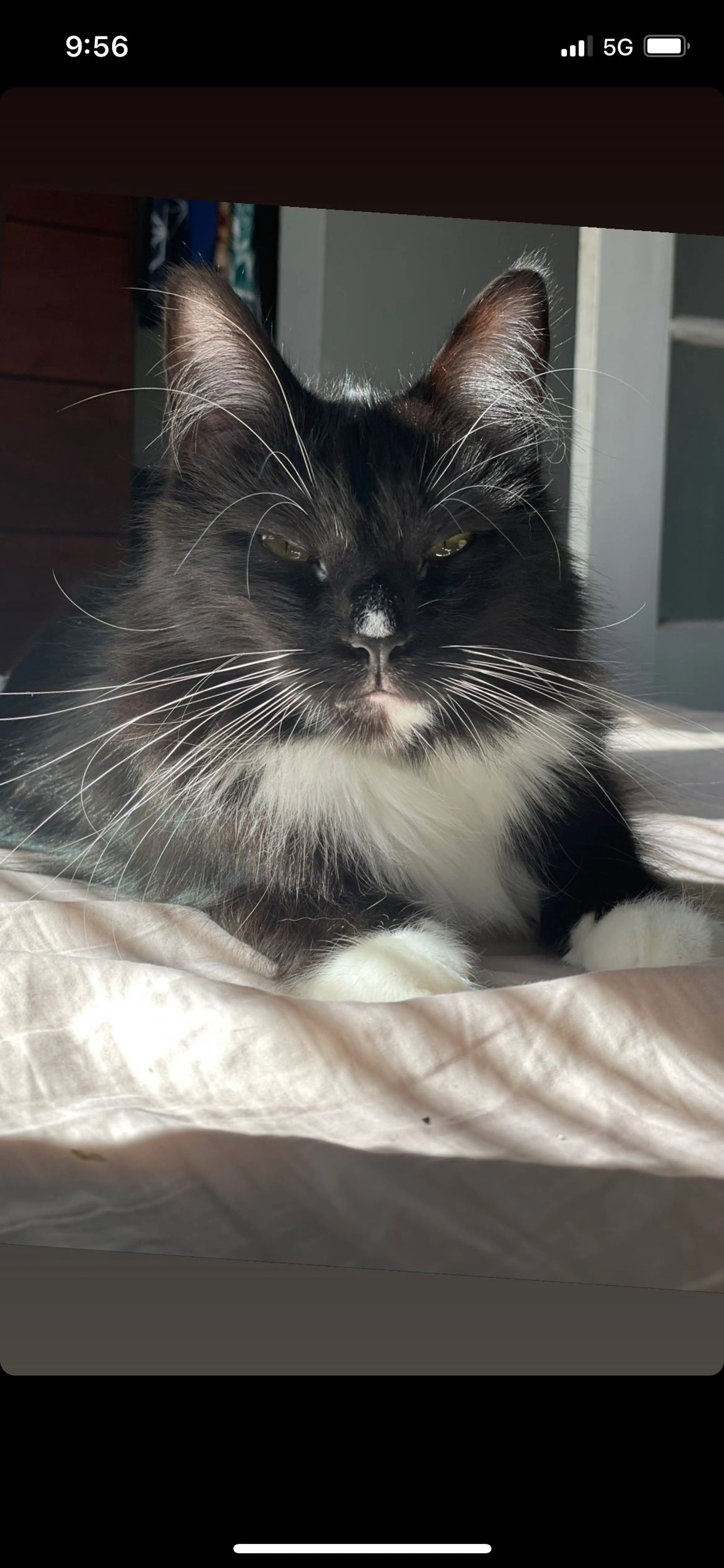 Lost pet-4