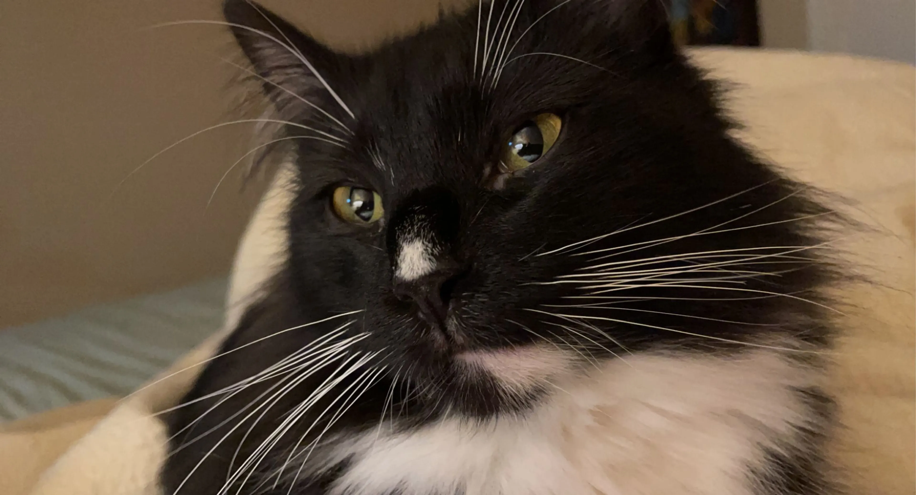 Lost pet-2