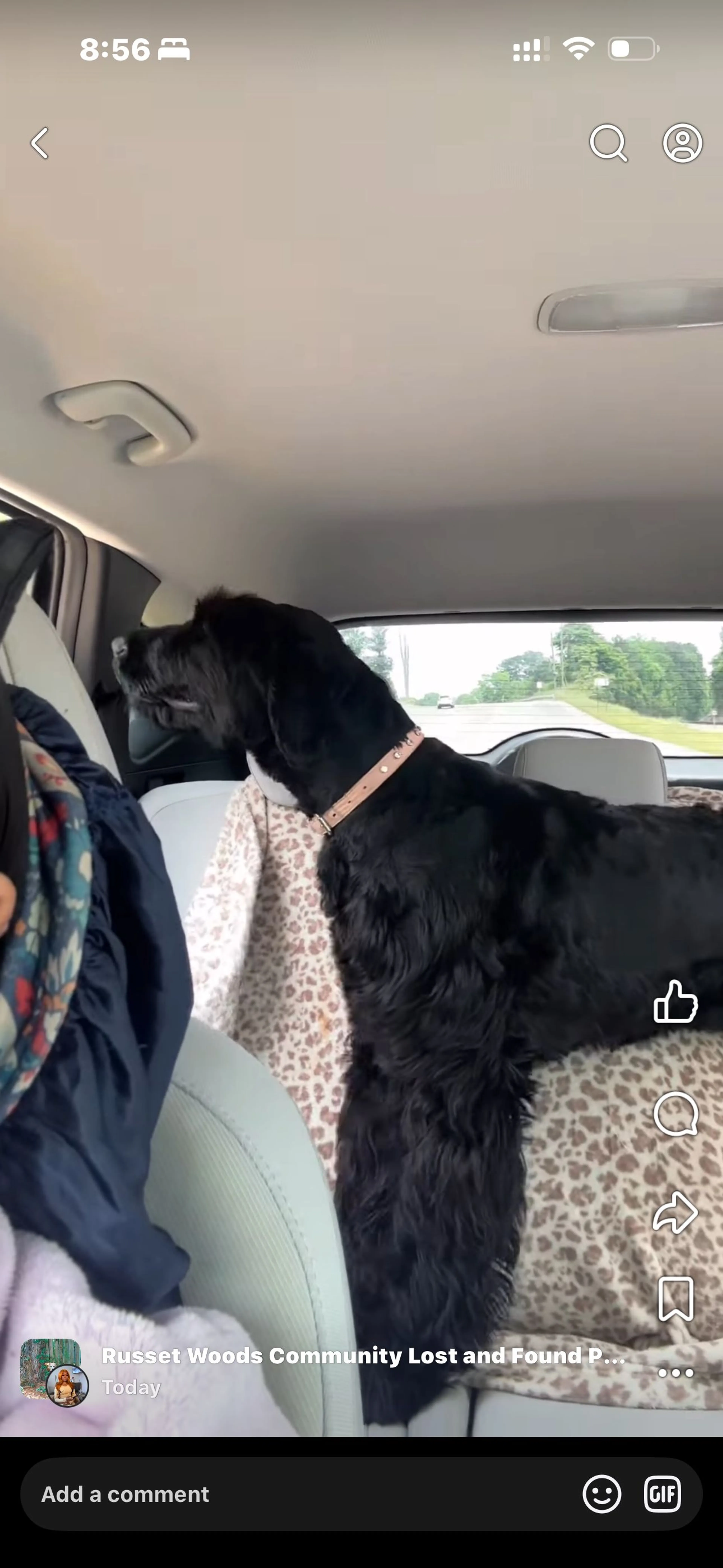 Lost pet-1