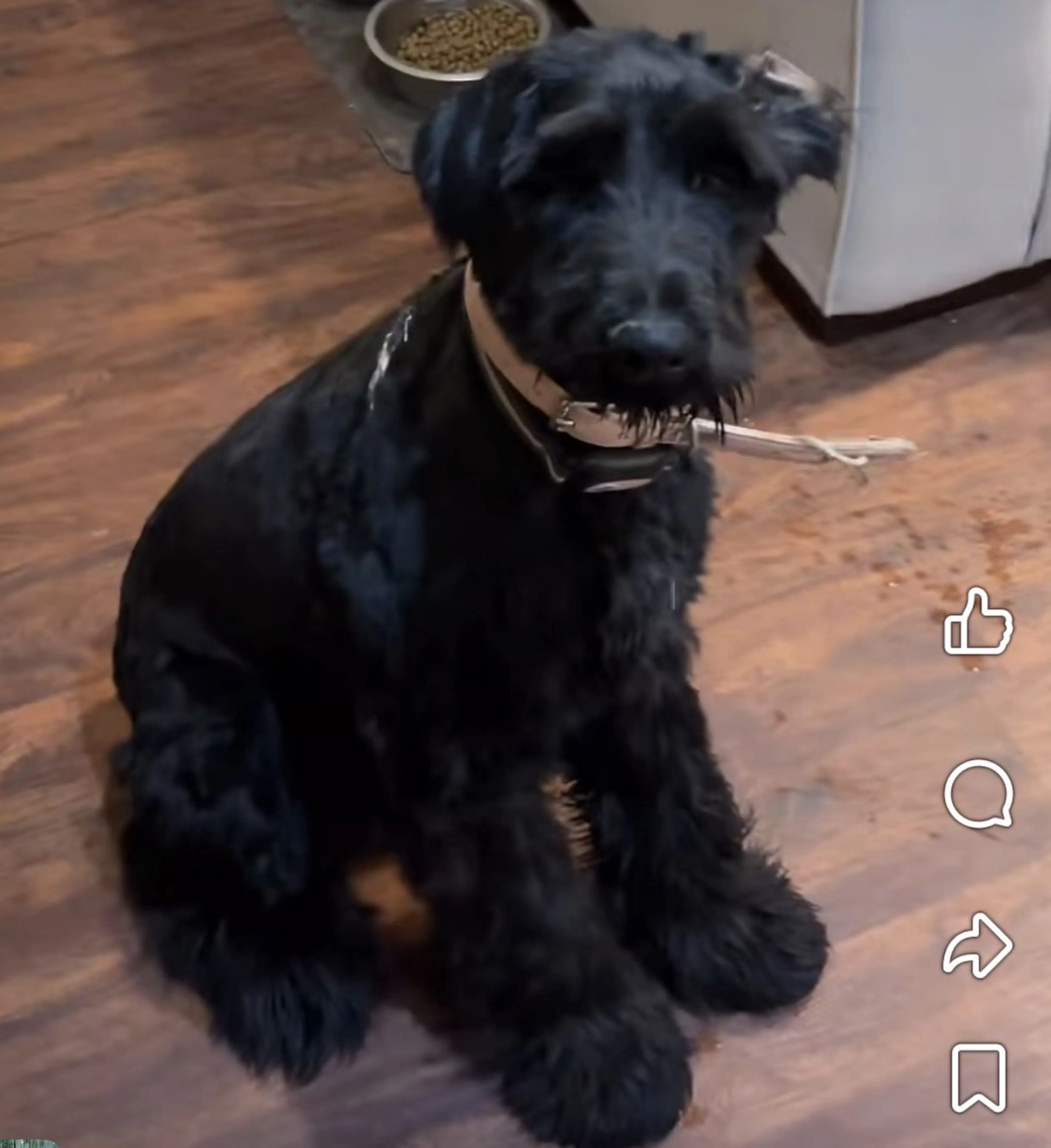 Lost pet-0
