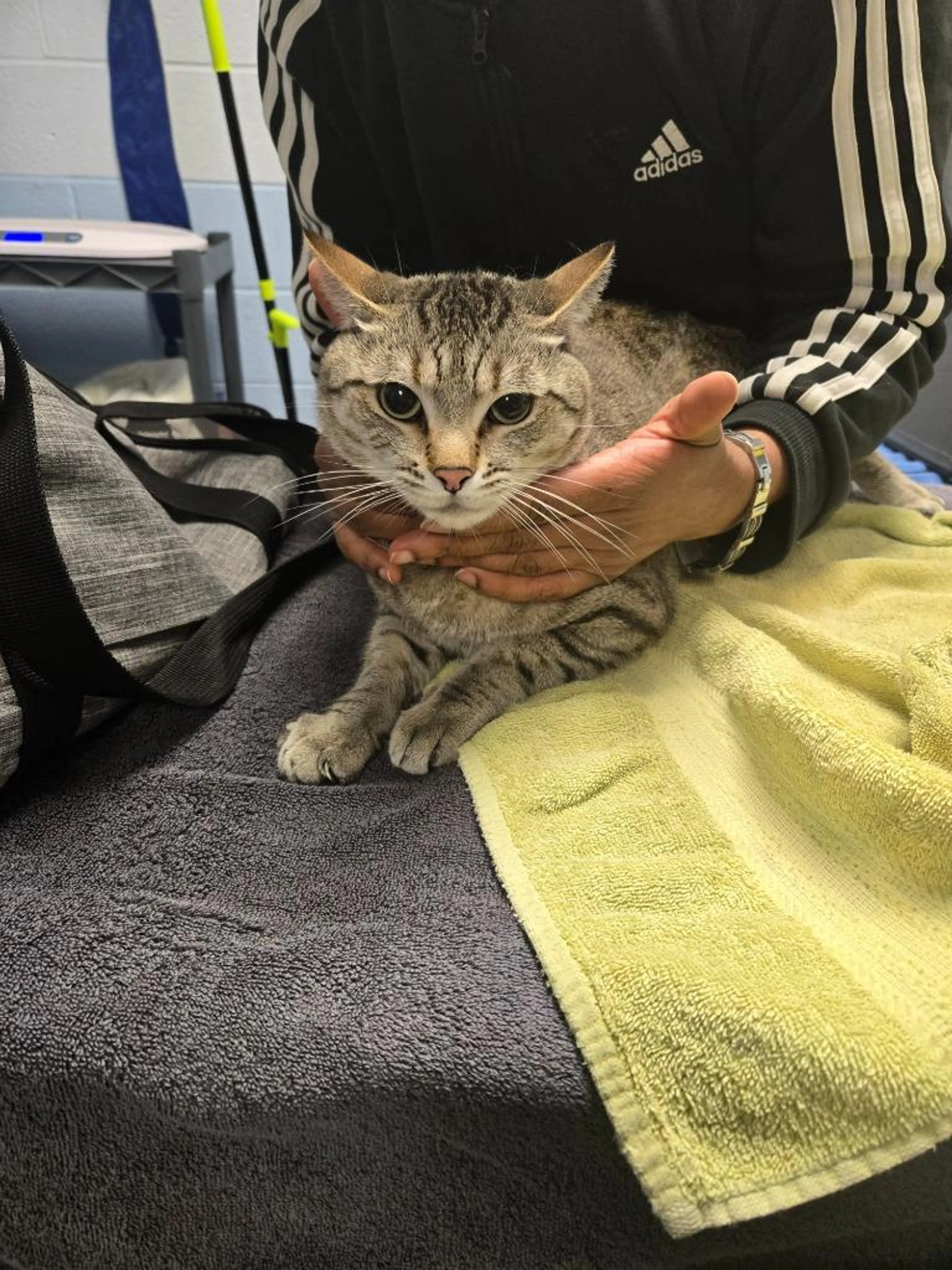 Found pet-1