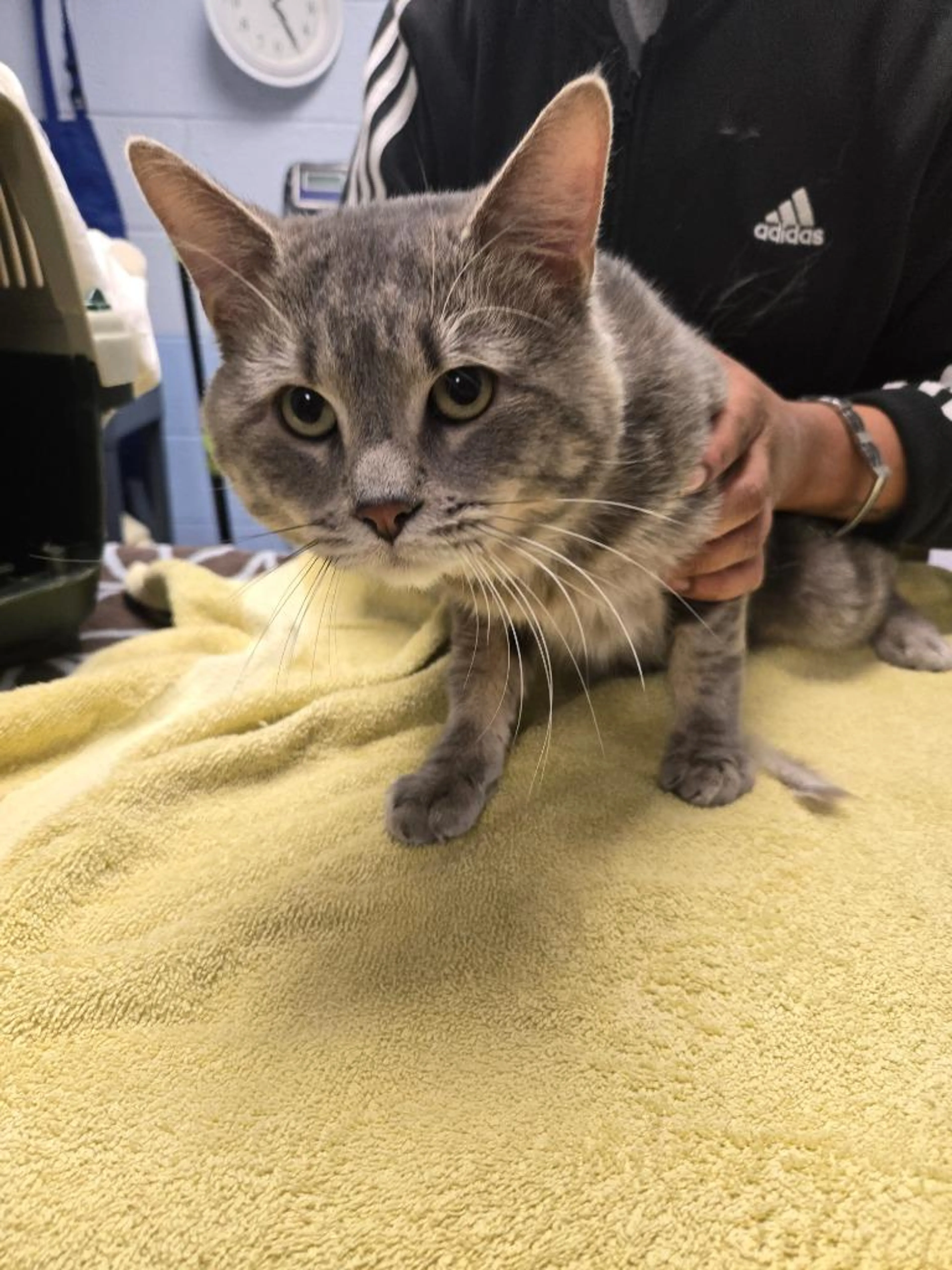 Found pet-1