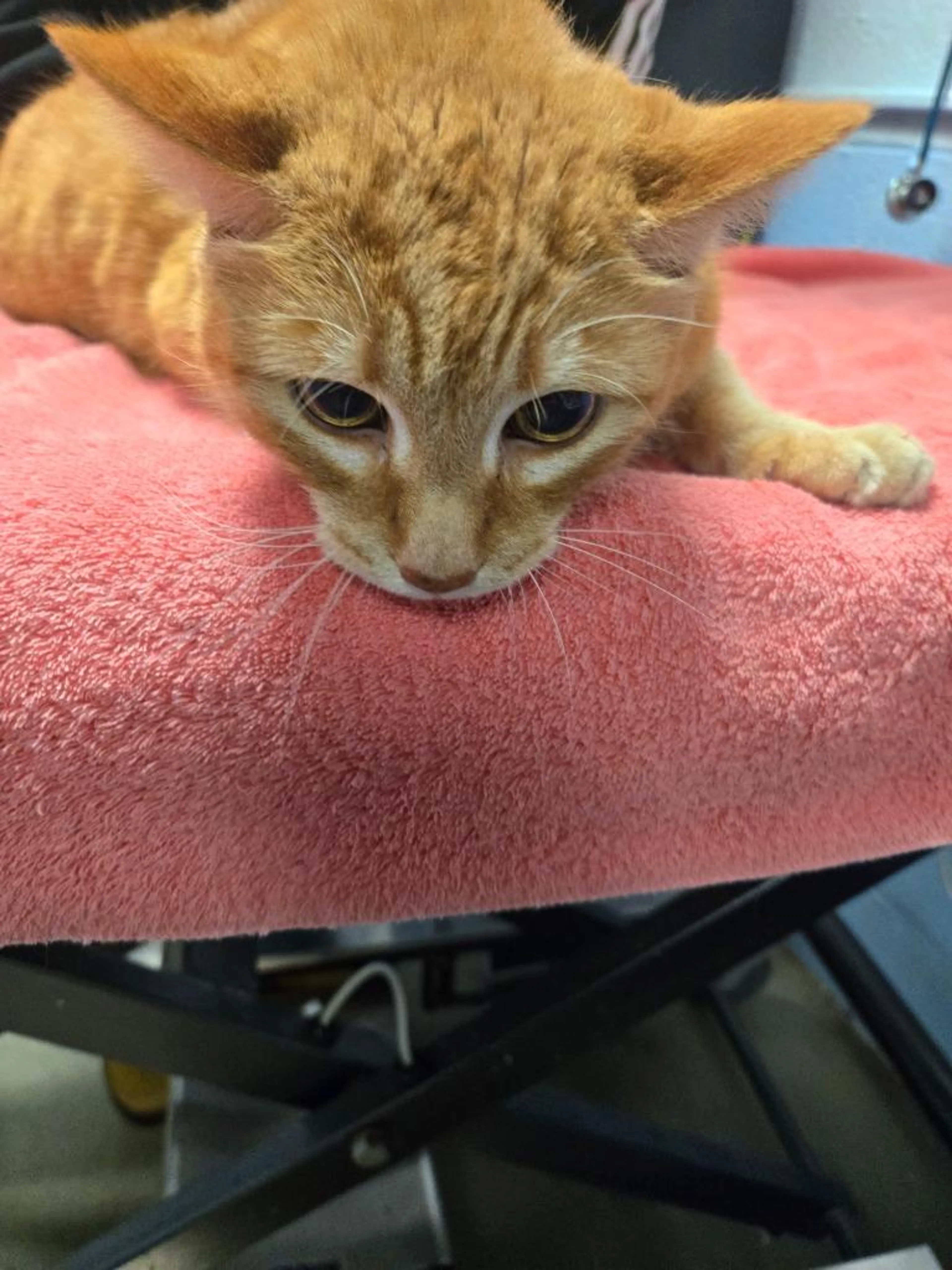 Found pet-0